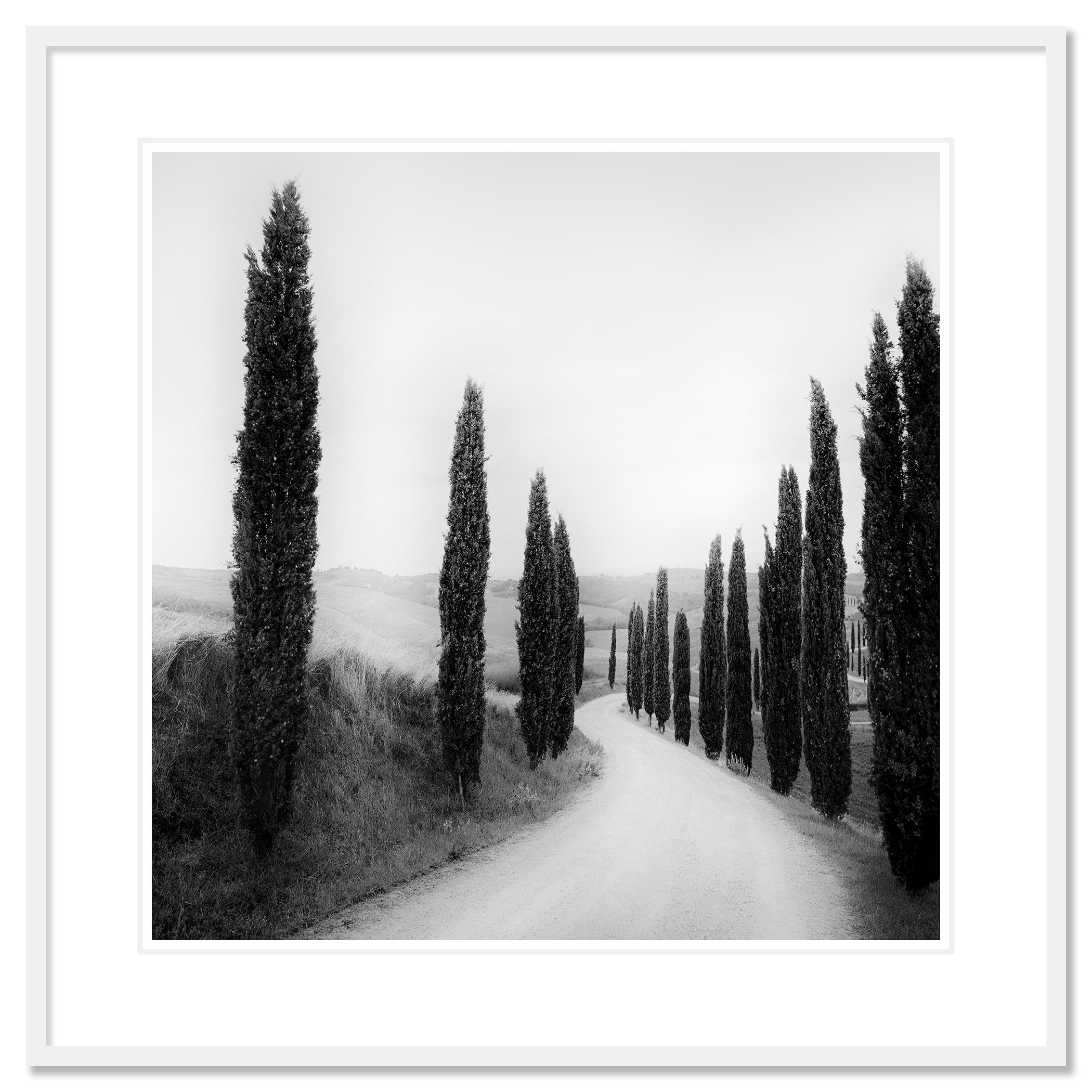 Sendero bordeado de Cipreses, fotografía de paisaje, edición limitada, Toscana en venta 1