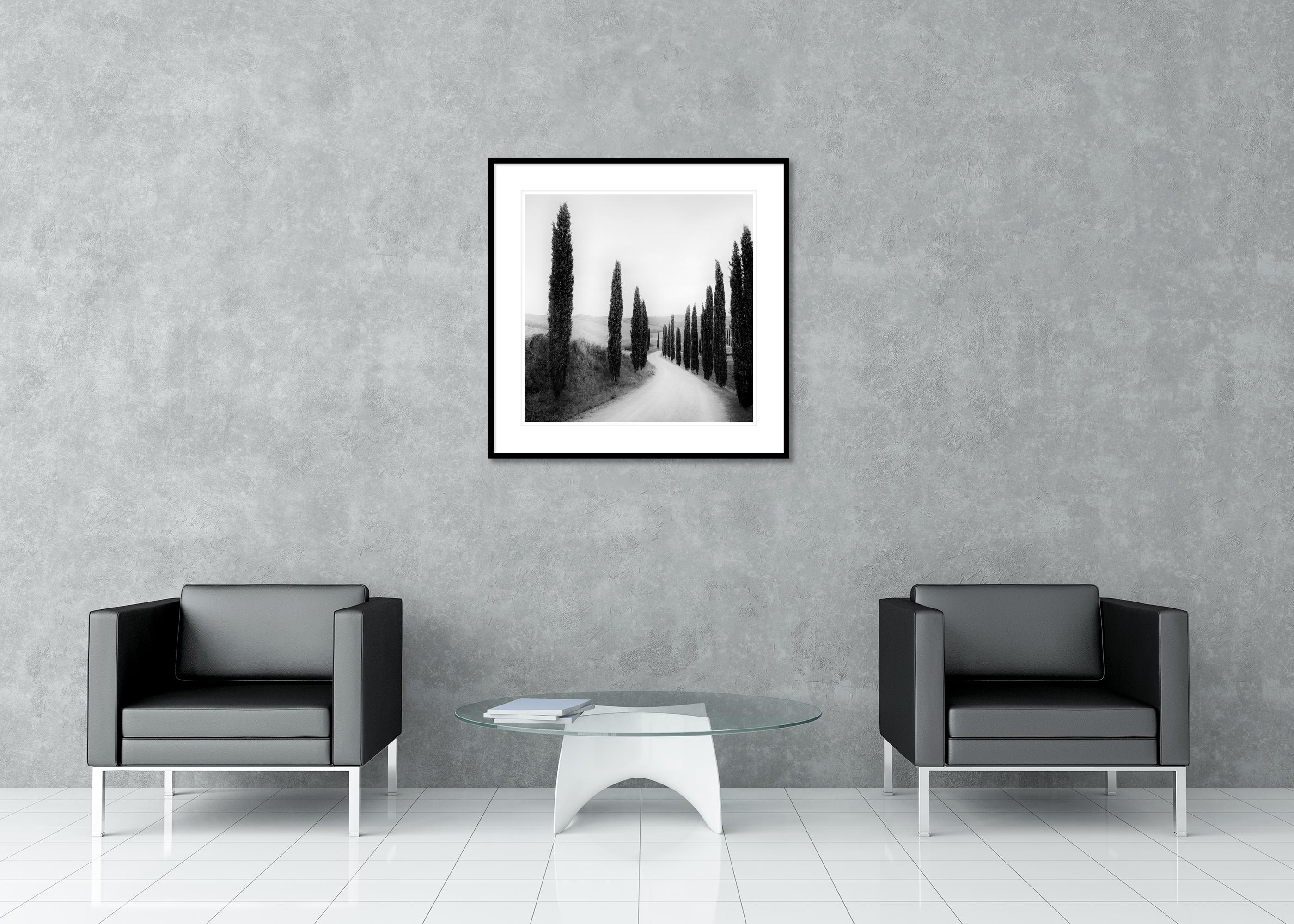 Sendero bordeado de Cipreses, fotografía de paisaje, edición limitada, Toscana en venta 2