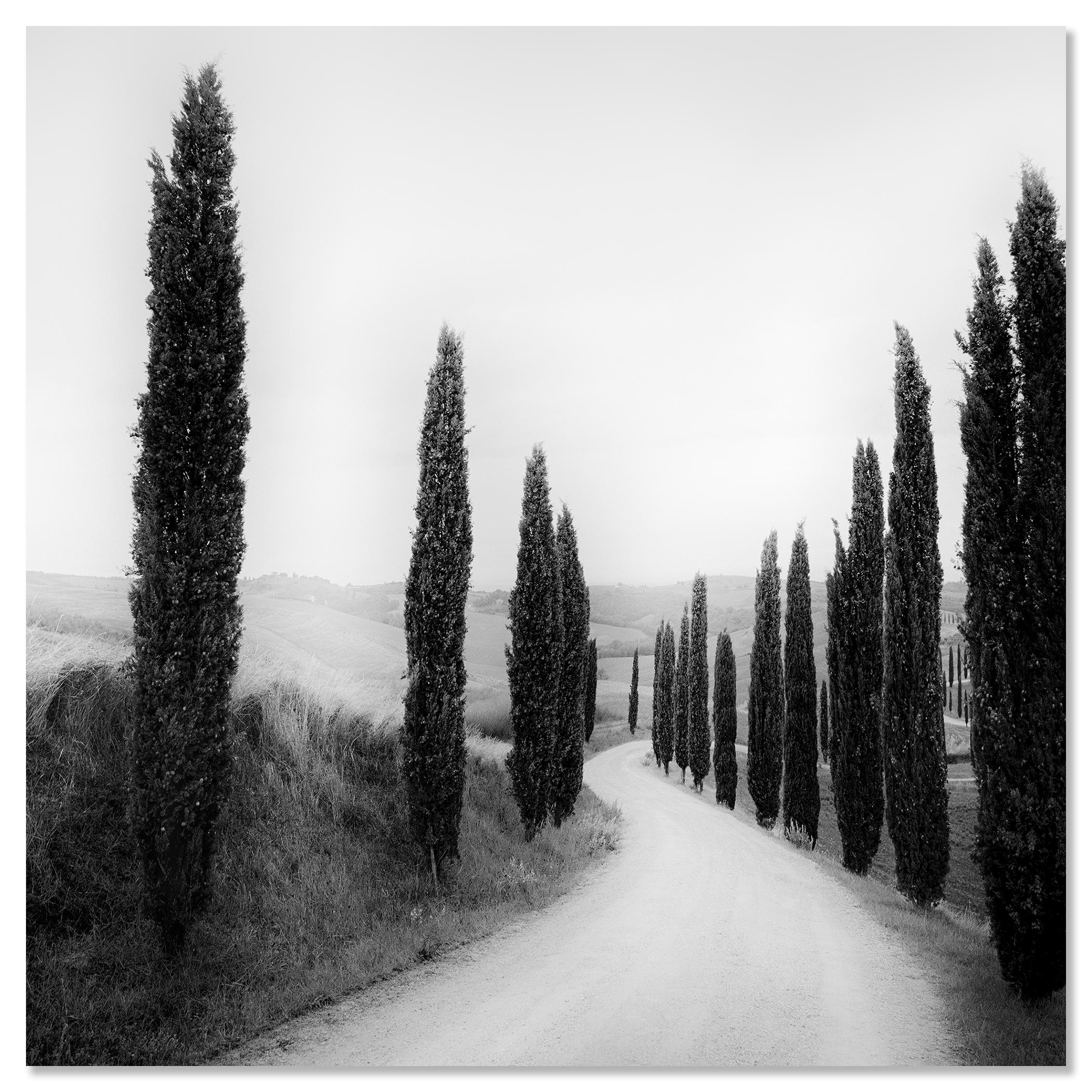 Sendero bordeado de Cipreses, fotografía de paisaje, edición limitada, Toscana en venta 3