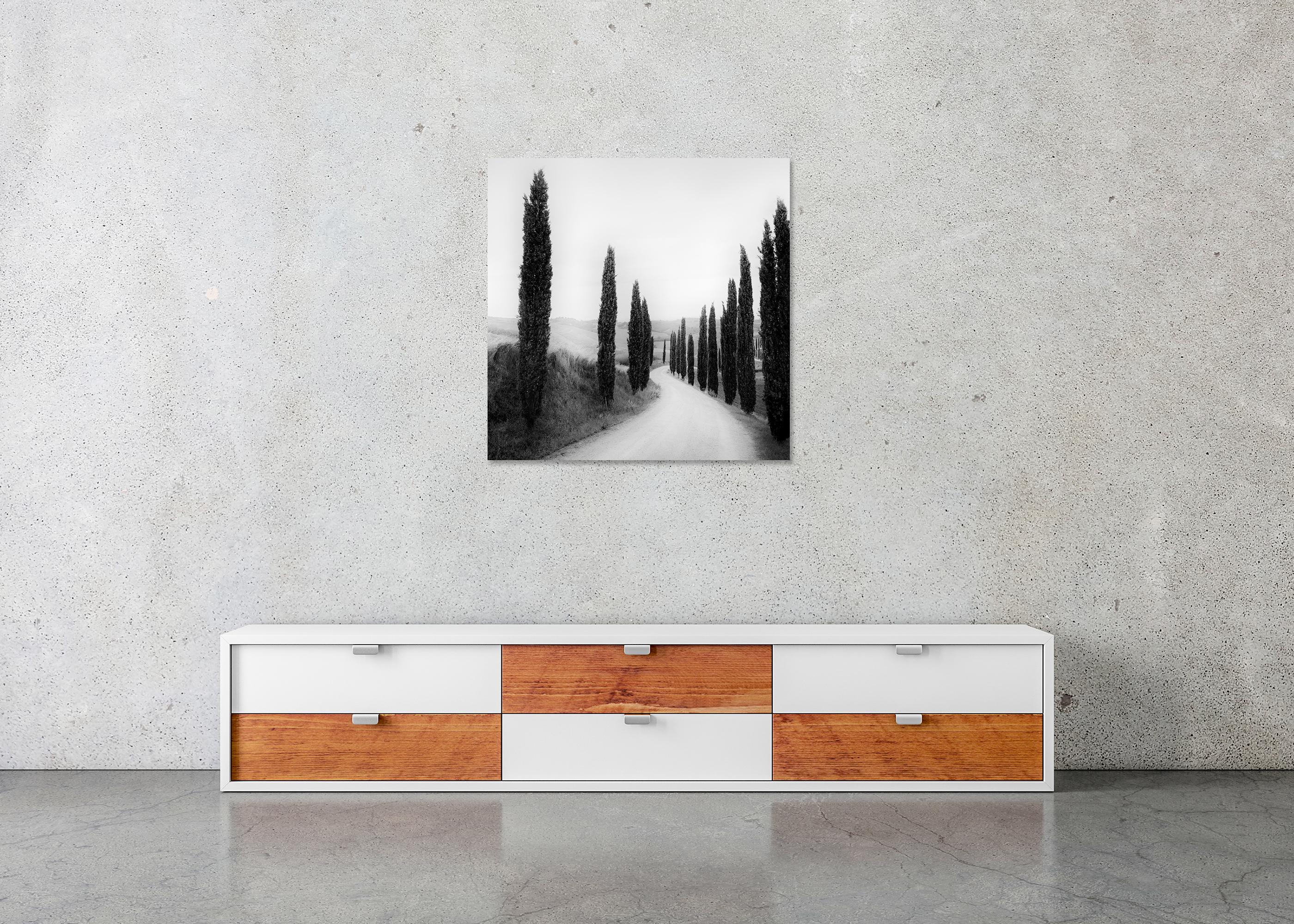 Sendero bordeado de Cipreses, fotografía de paisaje, edición limitada, Toscana en venta 4