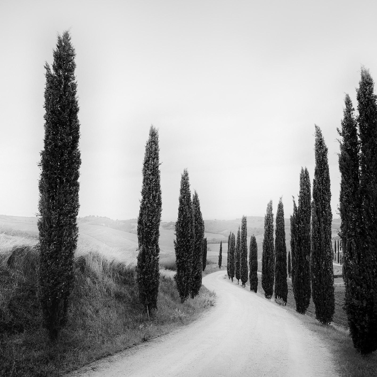 Chemin bordé de cyprès, Toscane, Italie, images de paysages en noir et blanc