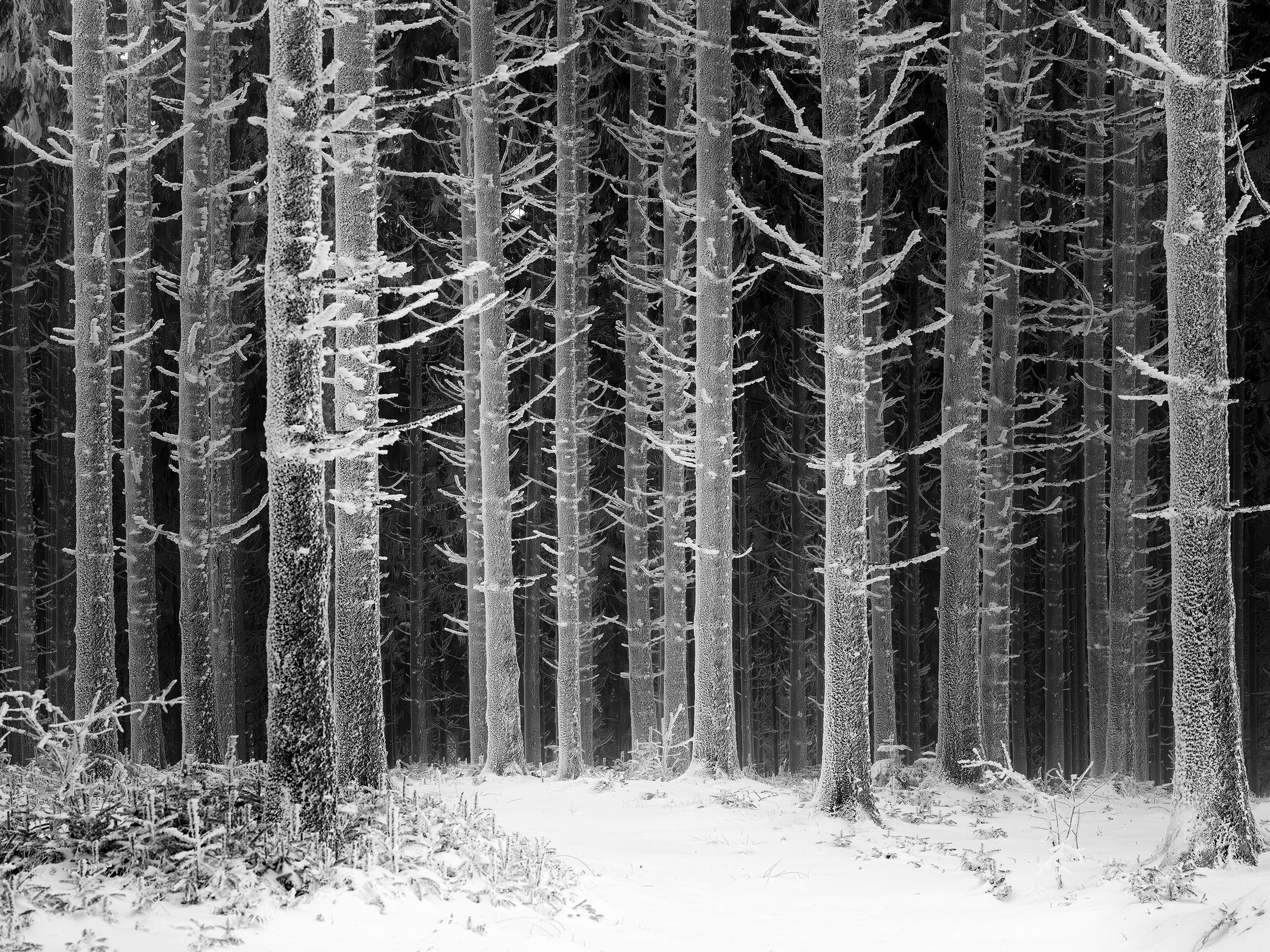 Gerald Berghammer Black and White Photograph - Path Through the Frosted Forest, Limited Edition Black-and-White Photograph