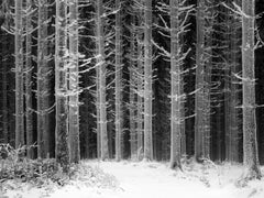 « Chemin à travers la forêt givrée », photographie en noir et blanc en édition limitée
