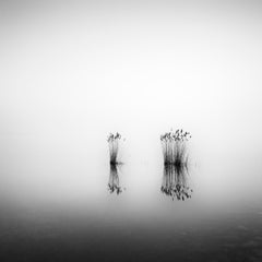 Phragmites, fotografía artística en blanco y negro con gelatina de plata, enmarcada, limitada