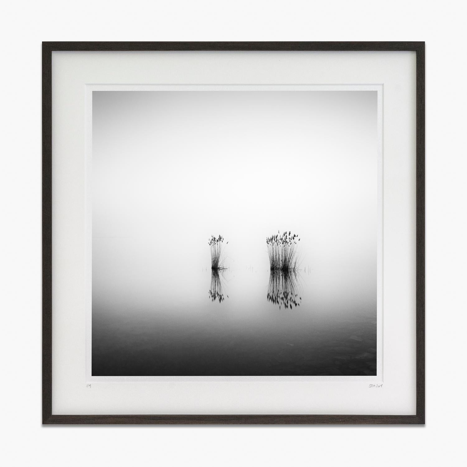 Phragmites #1, Hungary, black and white gelatin silver art photography, framed