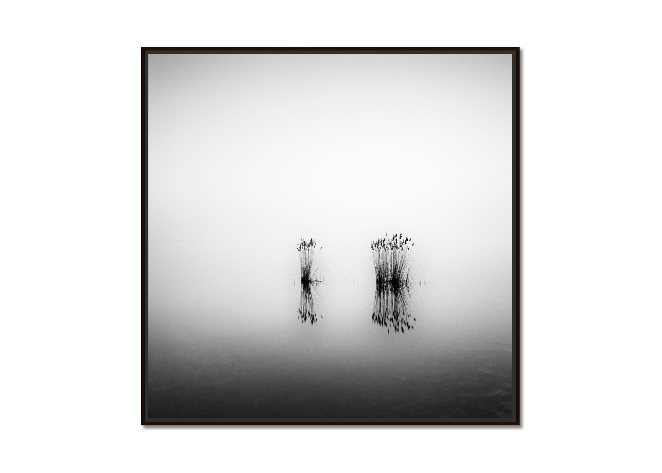 Phragmites, silent moment, black and white long exposure photography, waterscape - Photograph by Gerald Berghammer