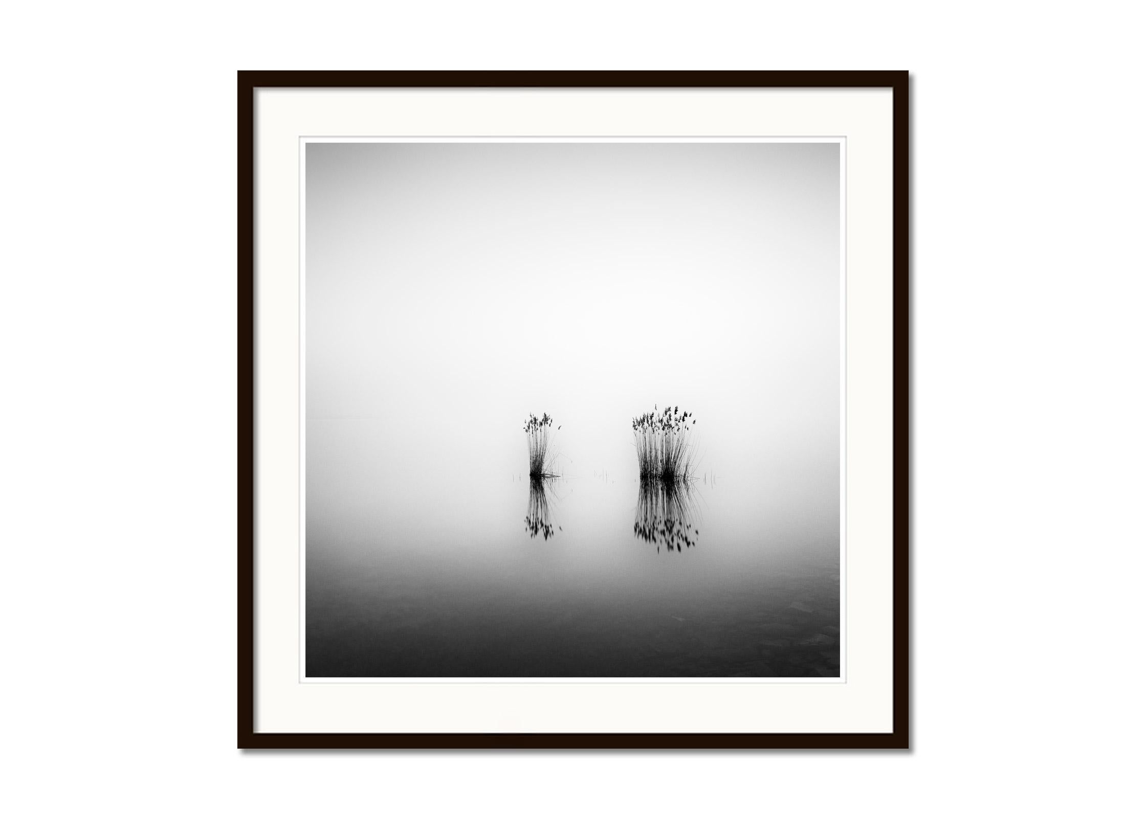 Phragmites, silent moment, black and white long exposure photography, waterscape - Gray Black and White Photograph by Gerald Berghammer