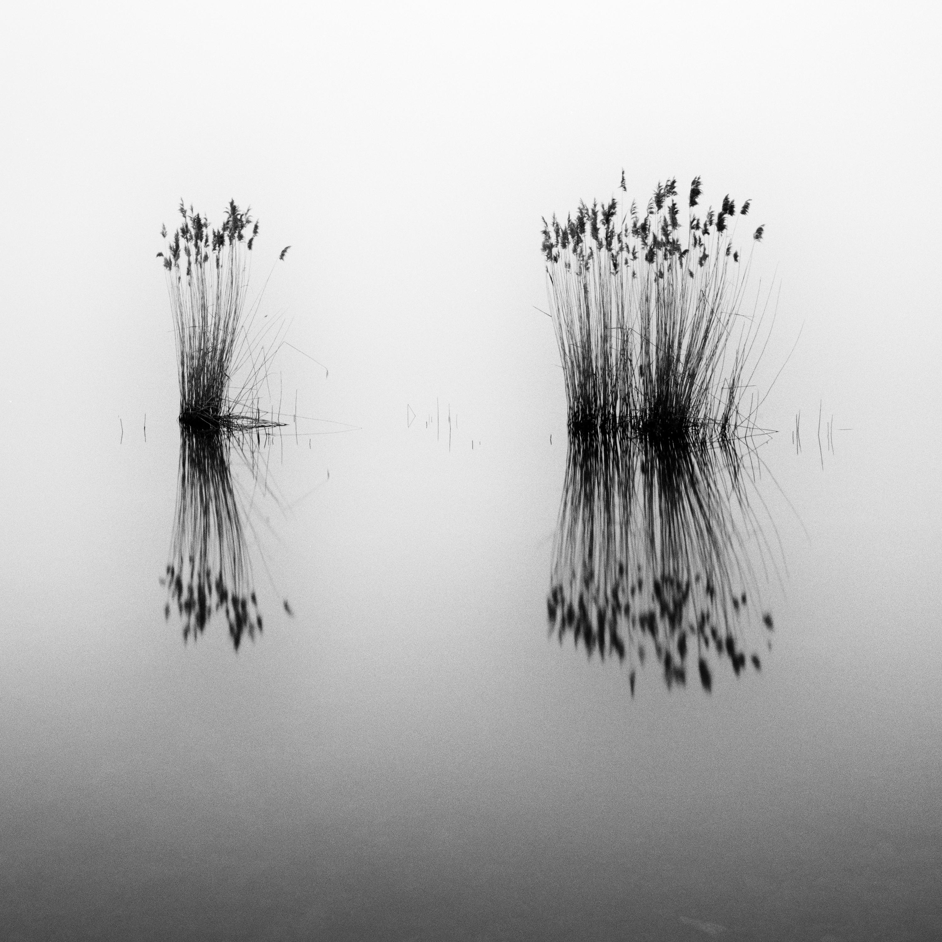 Phragmites, silent moment, black and white long exposure photography, waterscape For Sale 3