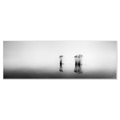 Phragmites Panorama, noir et blanc, longue exposition, paysage aquatique, photographie