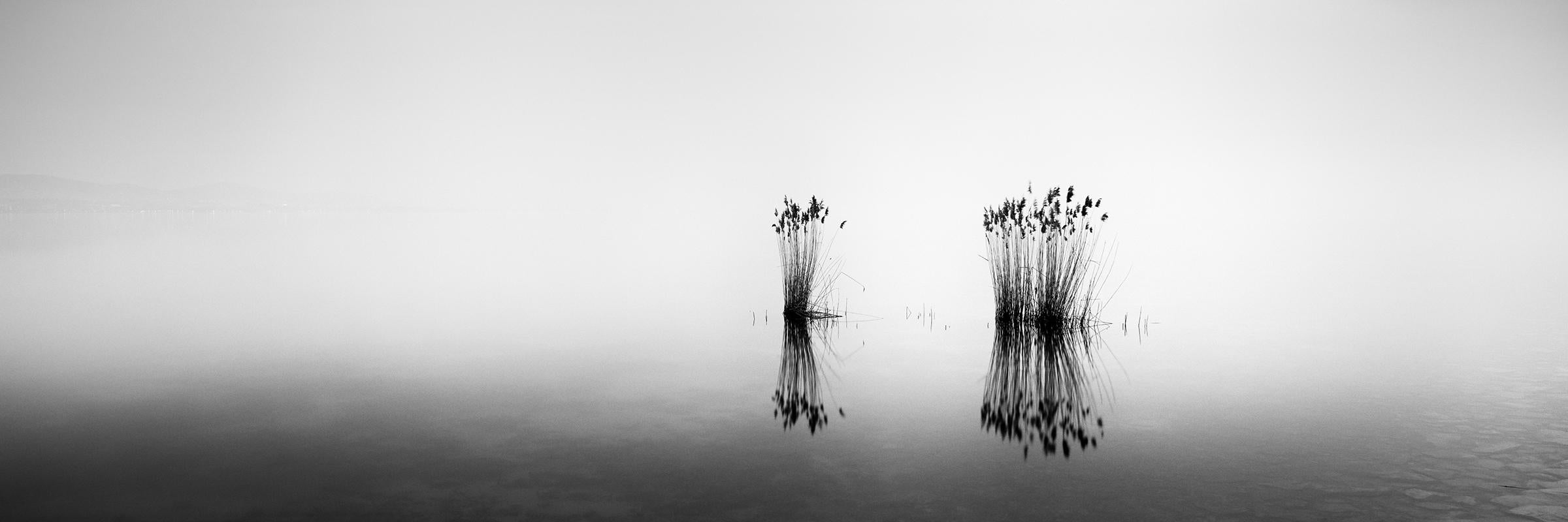 Phragmites Panorama, noir et blanc, longue exposition, paysage aquatique, photographie