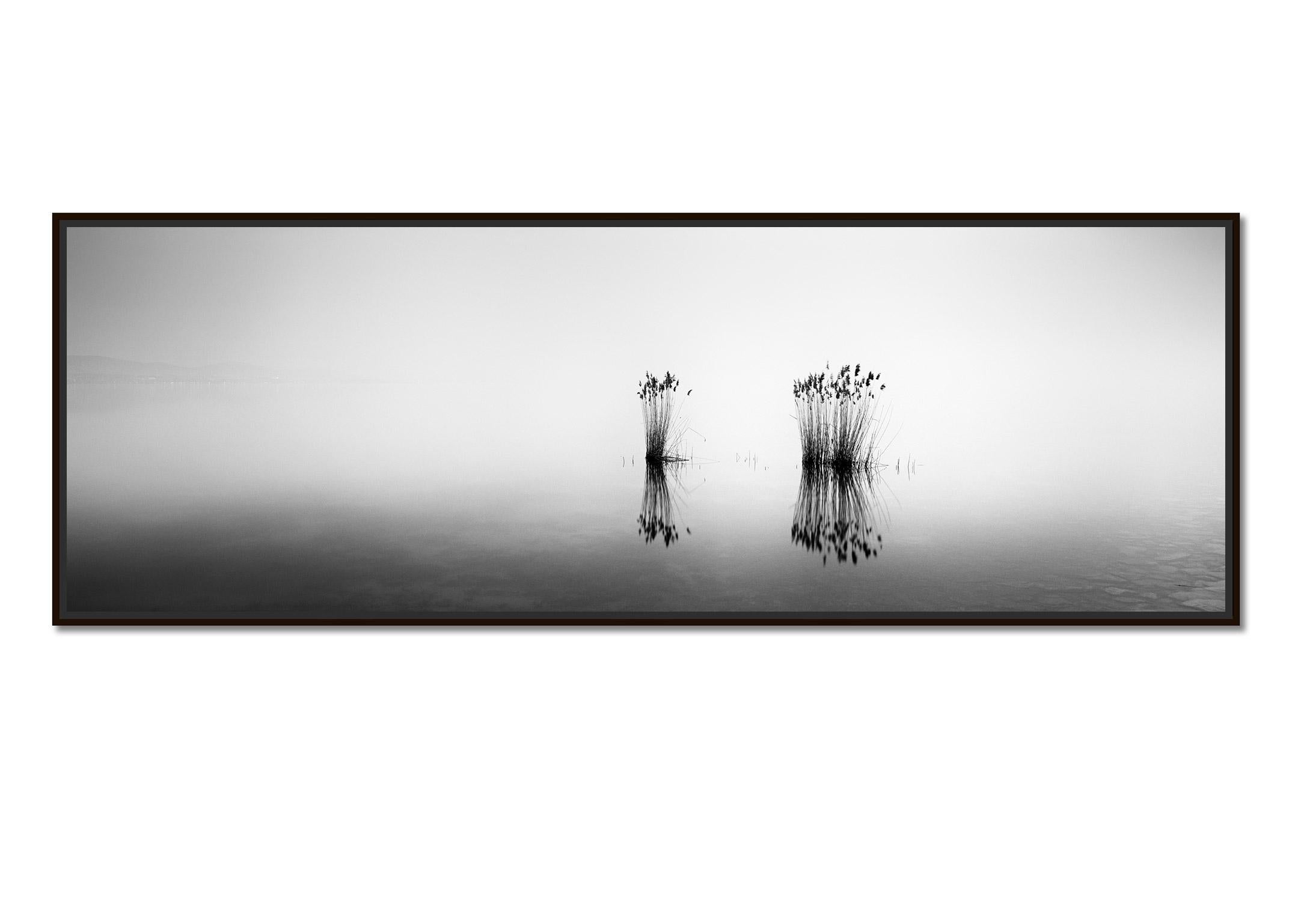 Phragmites Panorama, noir et blanc, longue exposition, paysage aquatique, photographie - Photograph de Gerald Berghammer
