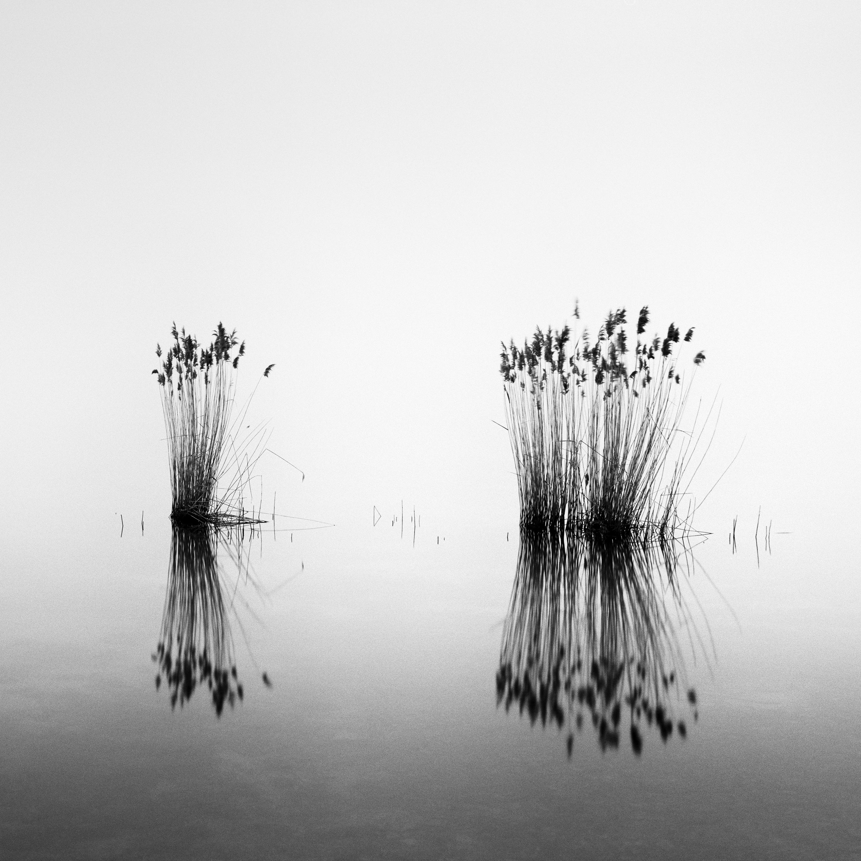 Phragmites Panorama minimalisme noir et blanc longue exposition photographie de paysage aquatique en vente 3