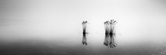Phragmites Panorama minimalisme noir et blanc longue exposition photographie de paysage aquatique