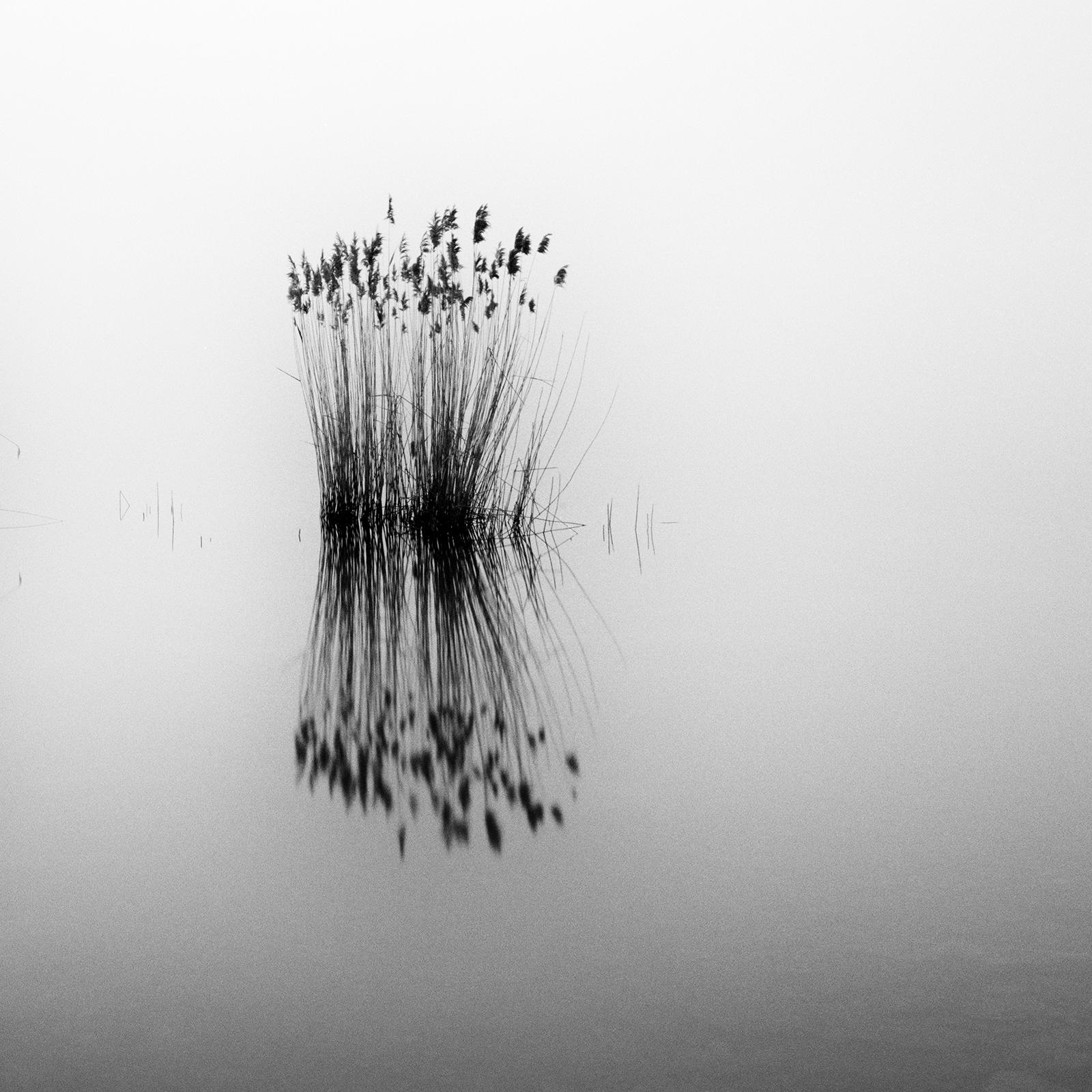 Phragmites, silent moment, black and white long exposure photography, waterscape For Sale 6