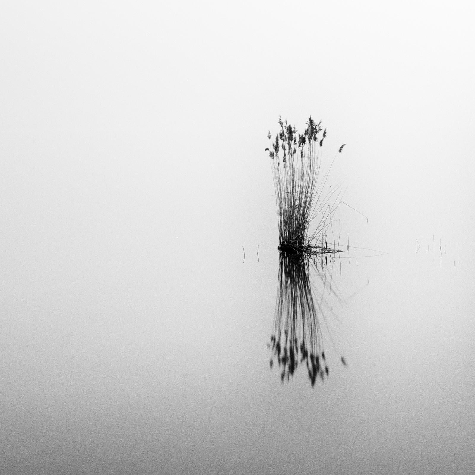 Phragmites, silent moment, black and white long exposure photography, waterscape For Sale 4