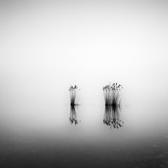 Phragmites, moment de silence, photographie noir et blanc en pose longue, paysage aquatique