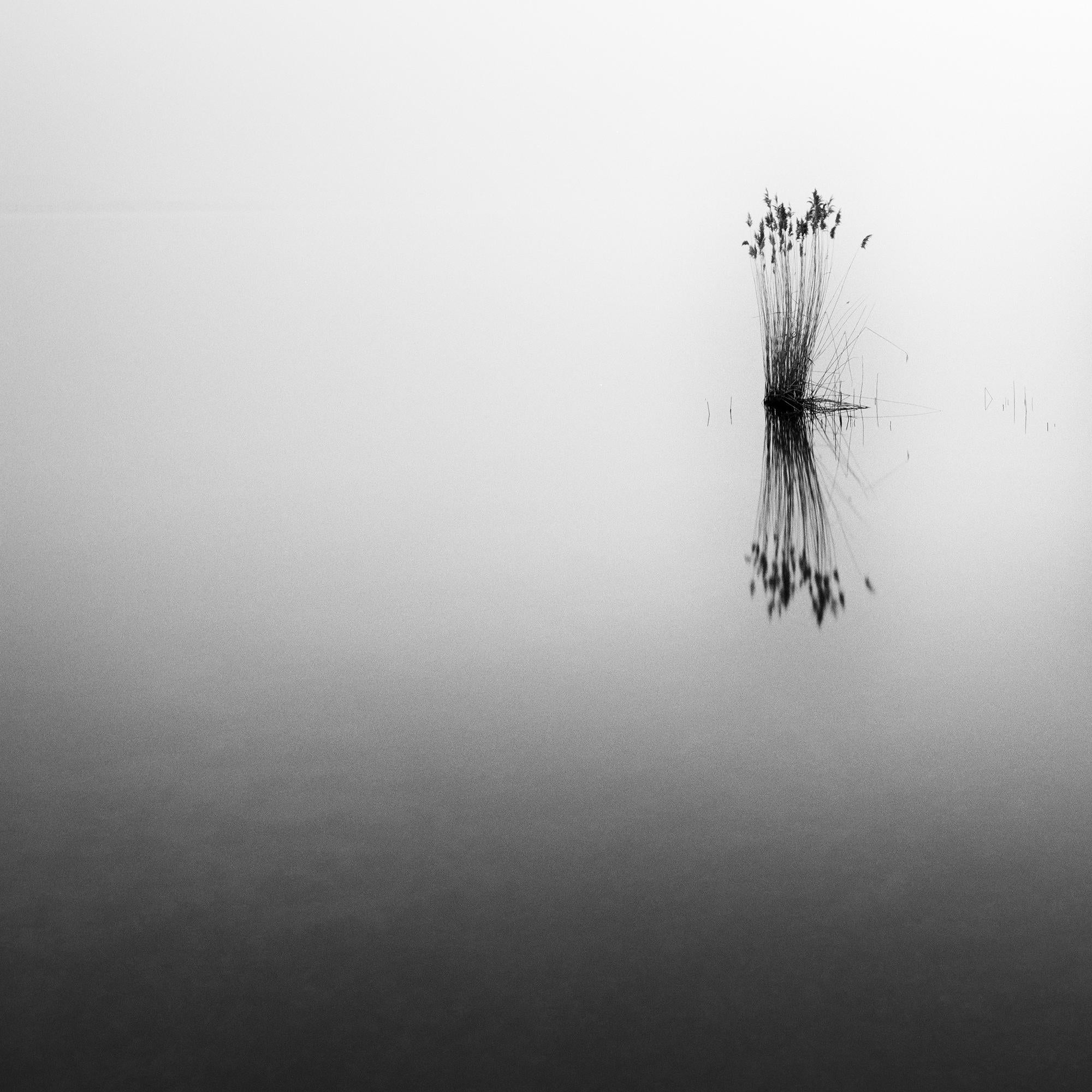 Phragmites, momento silenzioso, fotografia monocromatica a lunga esposizione, paesaggio acquatico in vendita 5