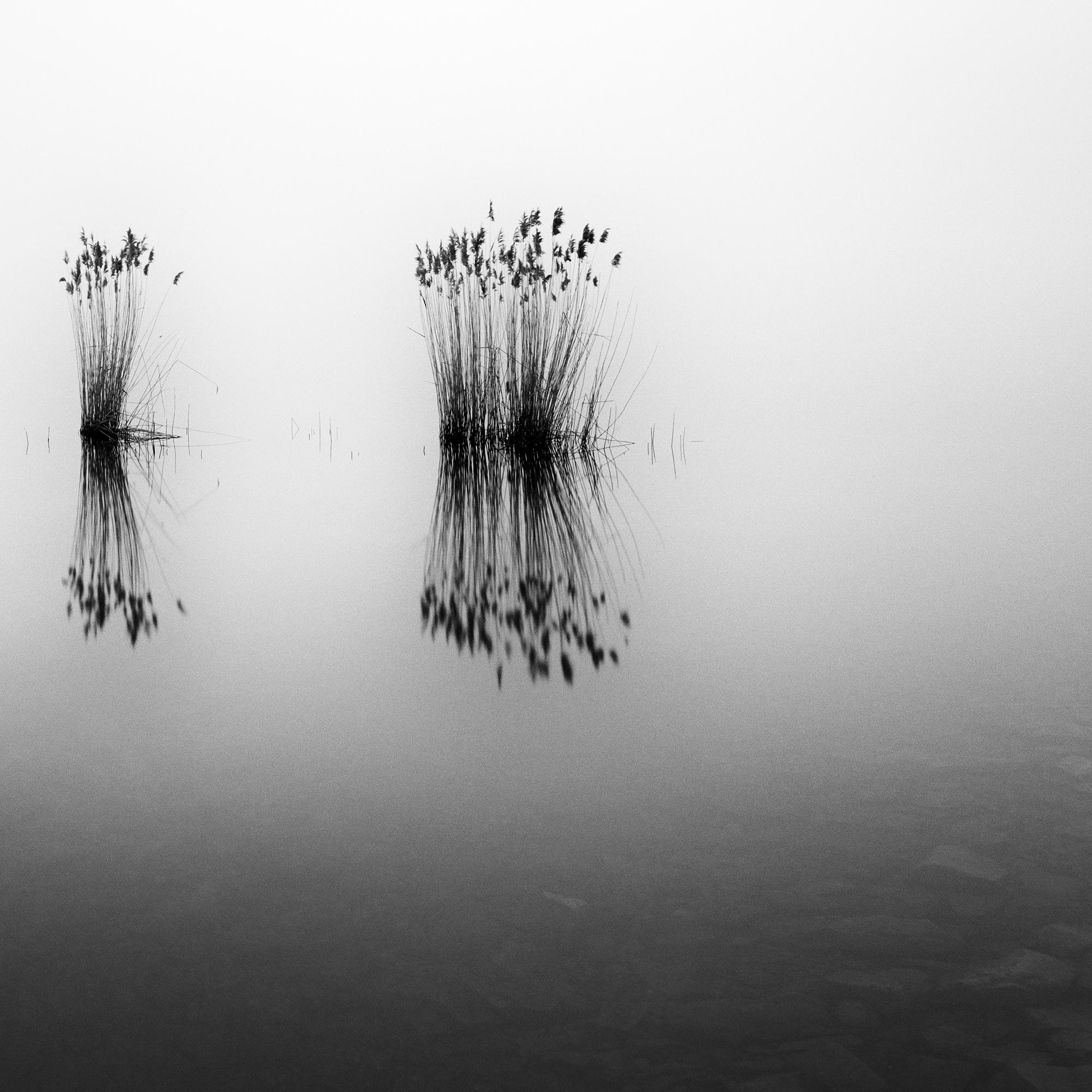 Phragmites, momento silenzioso, fotografia monocromatica a lunga esposizione, paesaggio acquatico in vendita 6