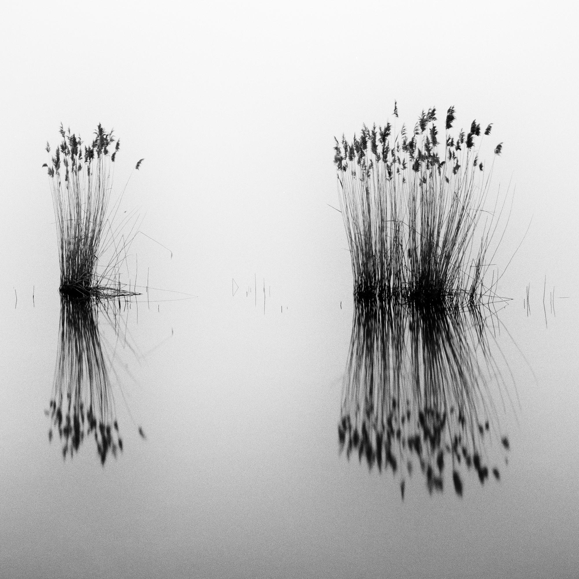 Phragmites, momento silenzioso, fotografia monocromatica a lunga esposizione, paesaggio acquatico in vendita 7