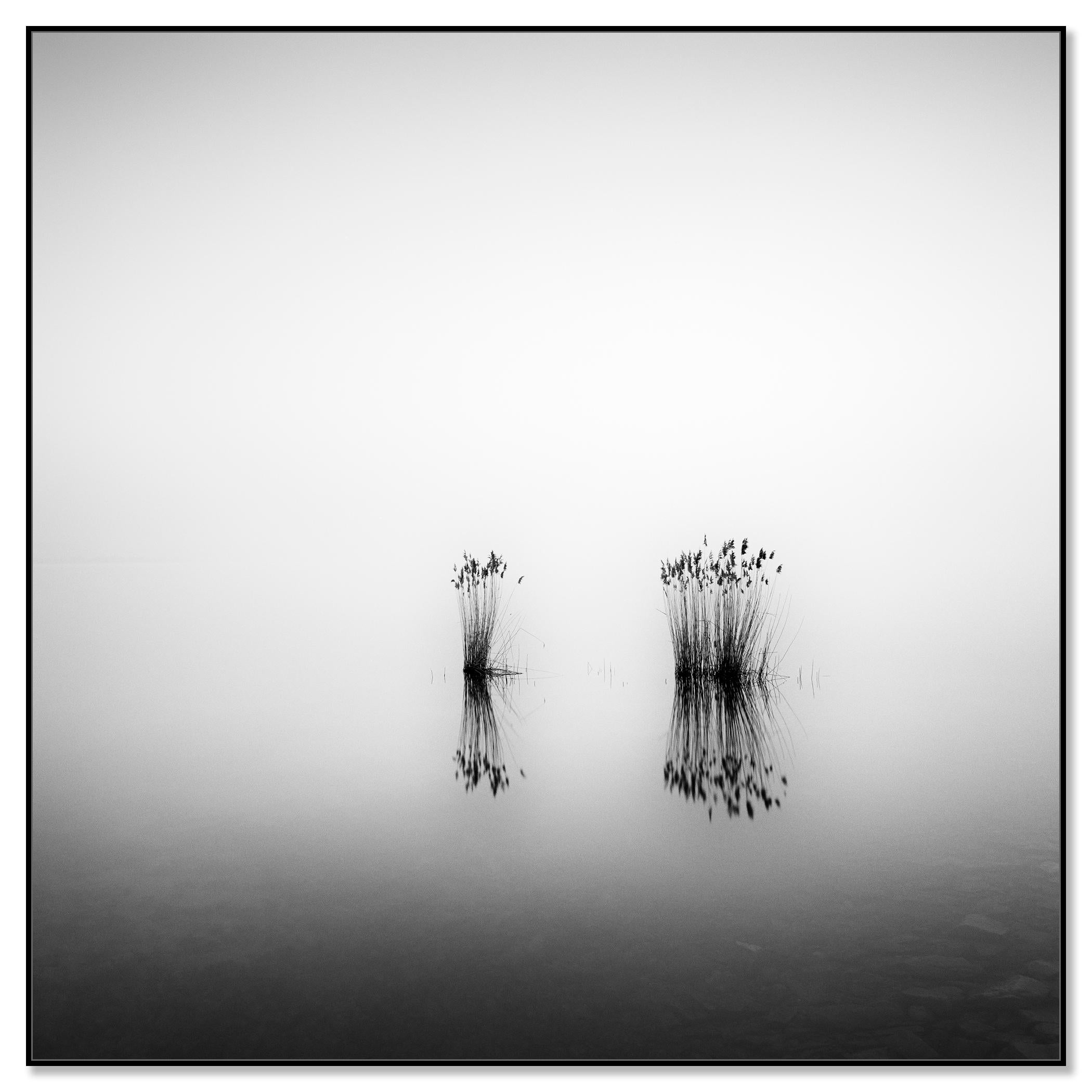 Phragmites, momento silenzioso, fotografia monocromatica a lunga esposizione, paesaggio acquatico - Photograph di Gerald Berghammer