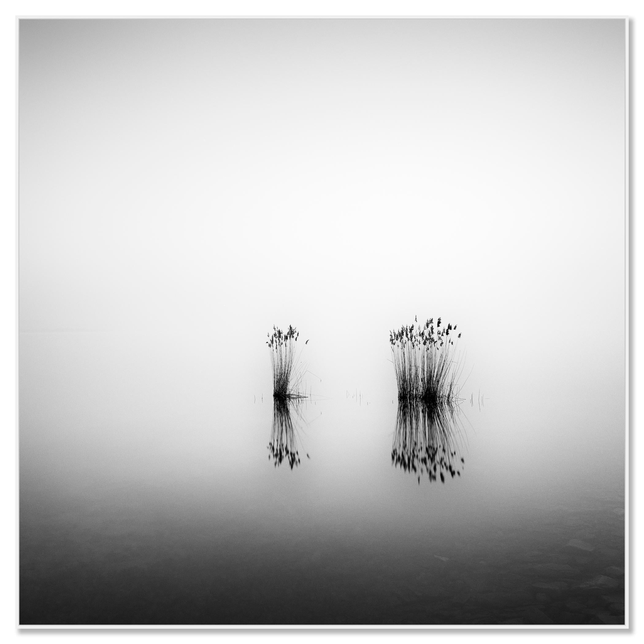 Phragmites, momento silenzioso, fotografia monocromatica a lunga esposizione, paesaggio acquatico - Photograph Contemporaneo di Gerald Berghammer