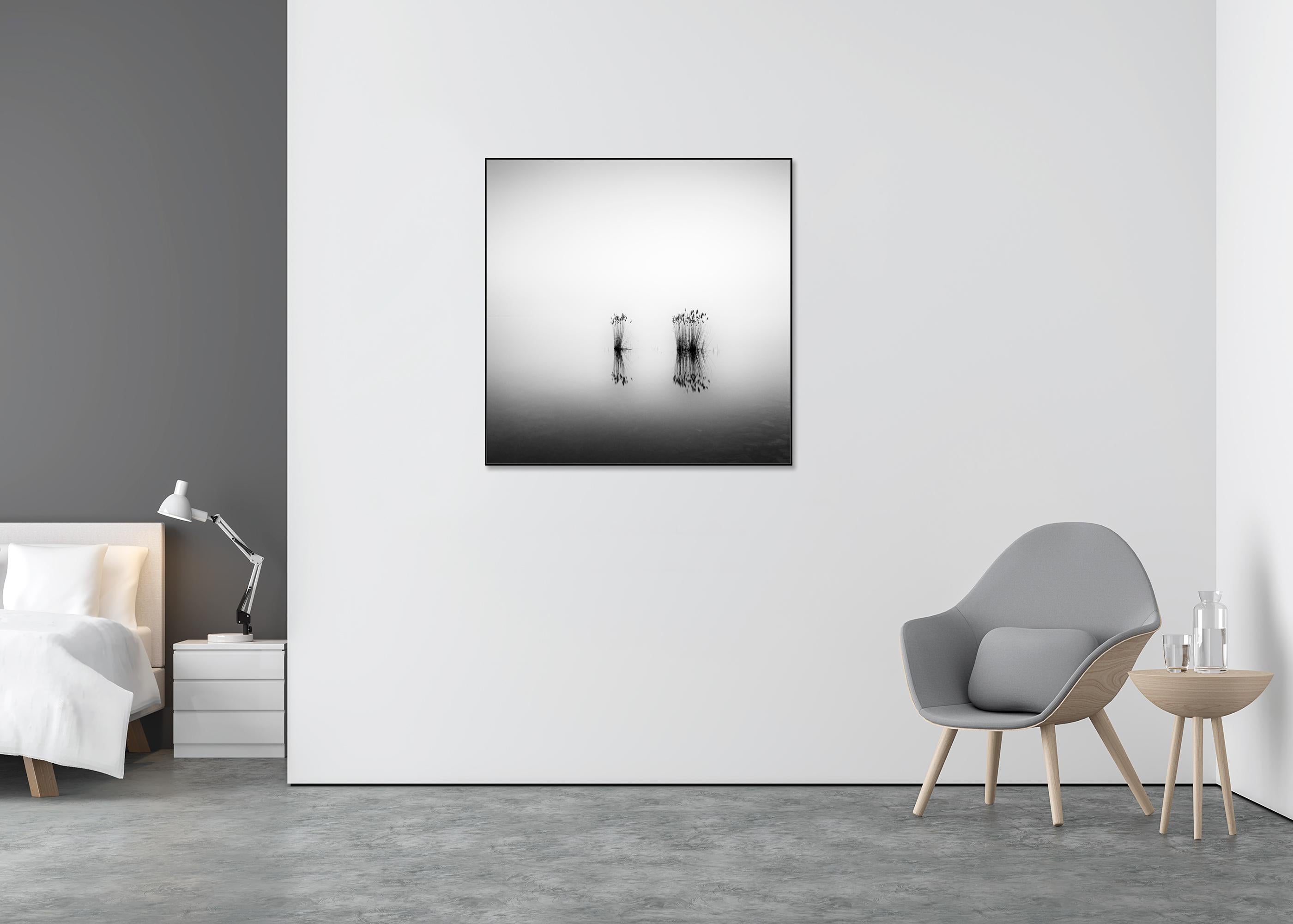 Phragmites, momento silenzioso, fotografia monocromatica a lunga esposizione, paesaggio acquatico - Landscape Photograph Grigio di Gerald Berghammer