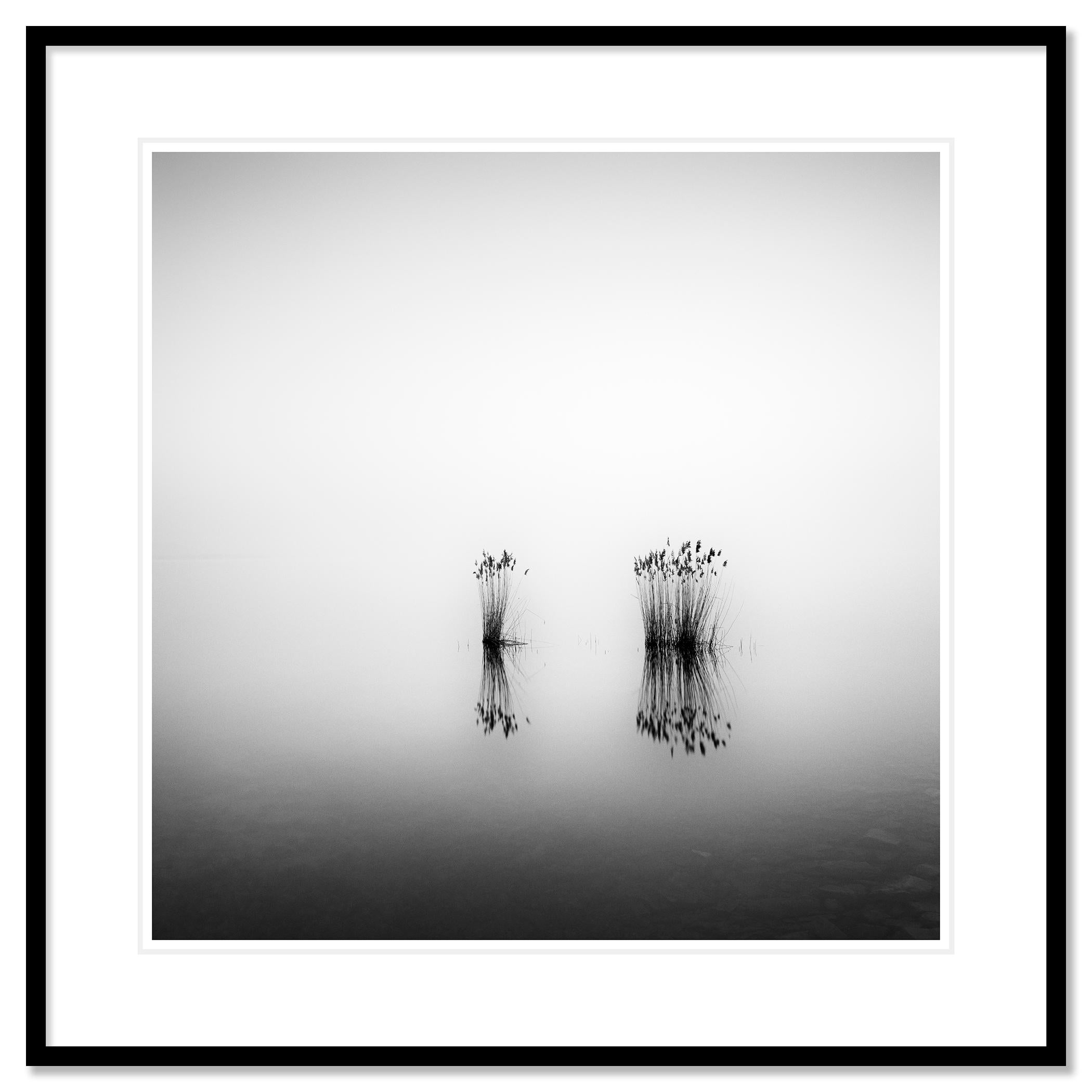 Paesaggio acquatico in bianco e nero a lunga esposizione - fotografia di paesaggio. Phragmites nella nebbia del lago Balaton, in Ungheria. Stampa a inchiostro pigmentato d'archivio, edizione di 9 esemplari. Firmato, intitolato, datato e numerato