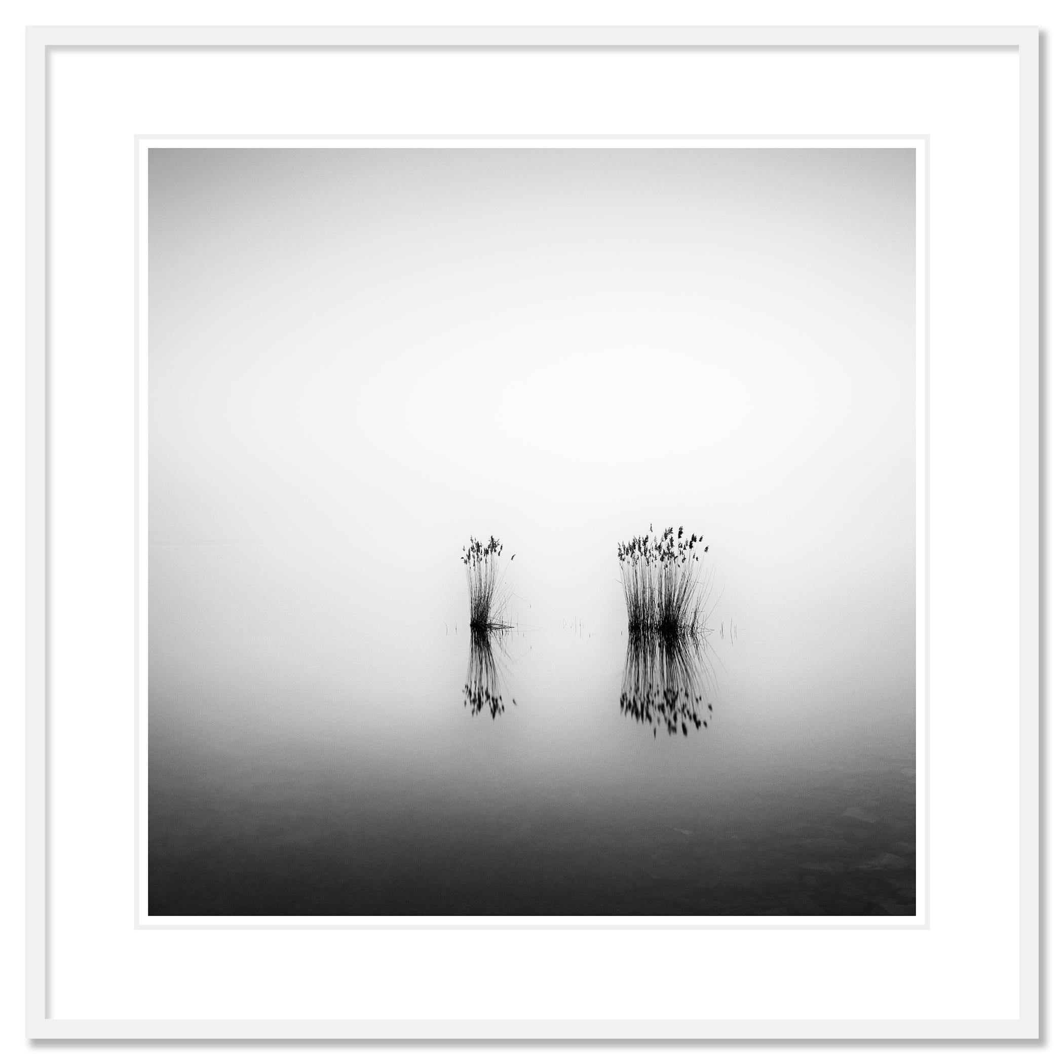 Phragmites, momento silenzioso, fotografia monocromatica a lunga esposizione, paesaggio acquatico in vendita 1