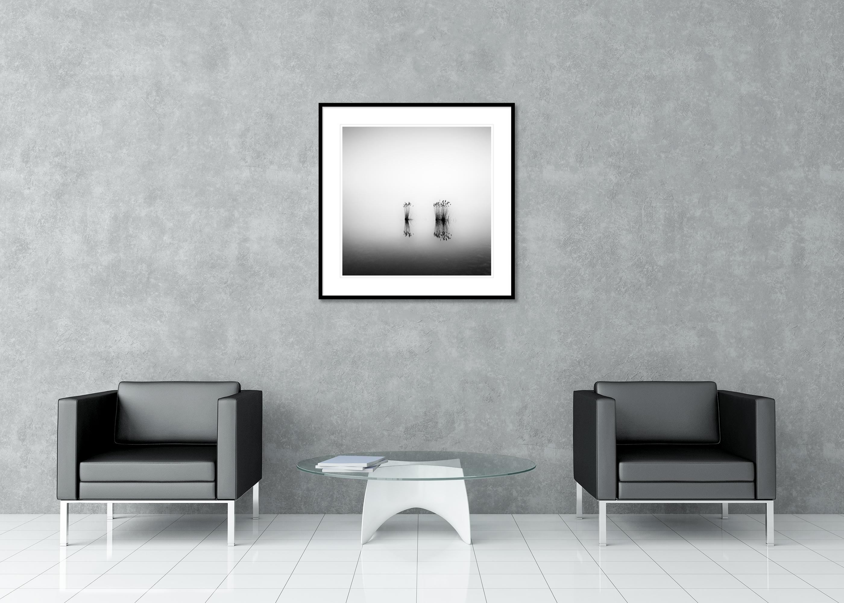 Phragmites, momento silenzioso, fotografia monocromatica a lunga esposizione, paesaggio acquatico in vendita 2