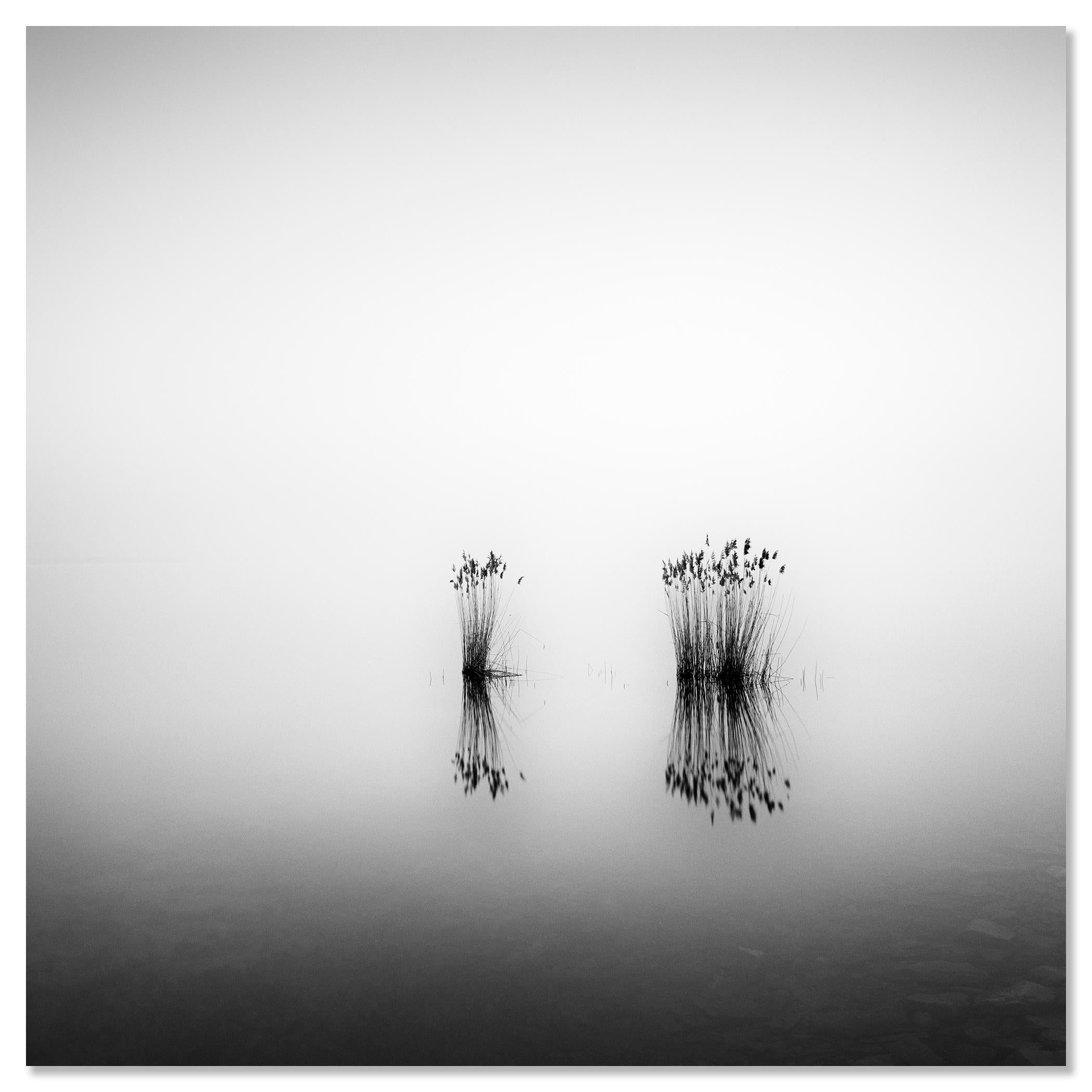 Phragmites, momento silenzioso, fotografia monocromatica a lunga esposizione, paesaggio acquatico in vendita 3