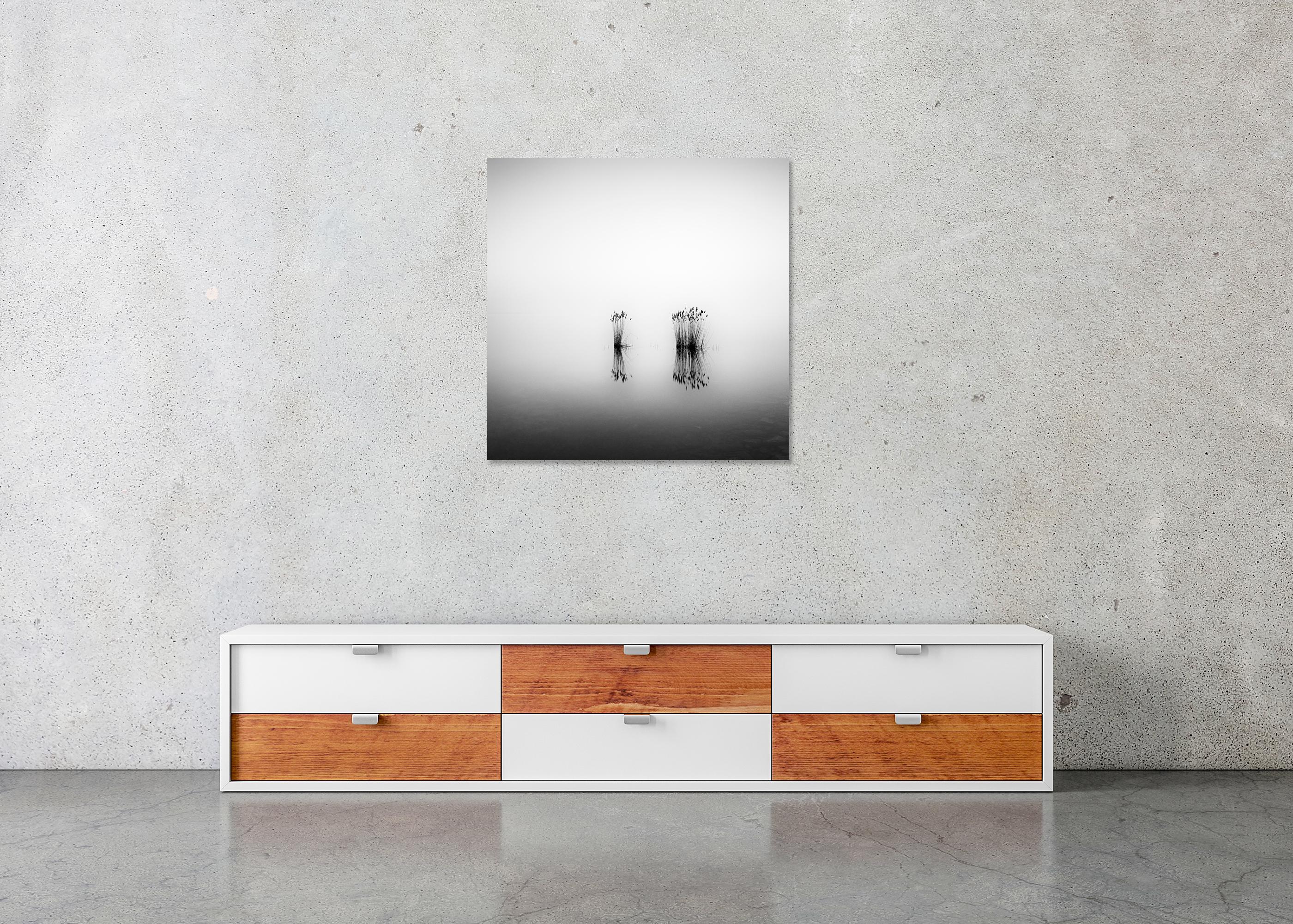Phragmites, momento silenzioso, fotografia monocromatica a lunga esposizione, paesaggio acquatico in vendita 4