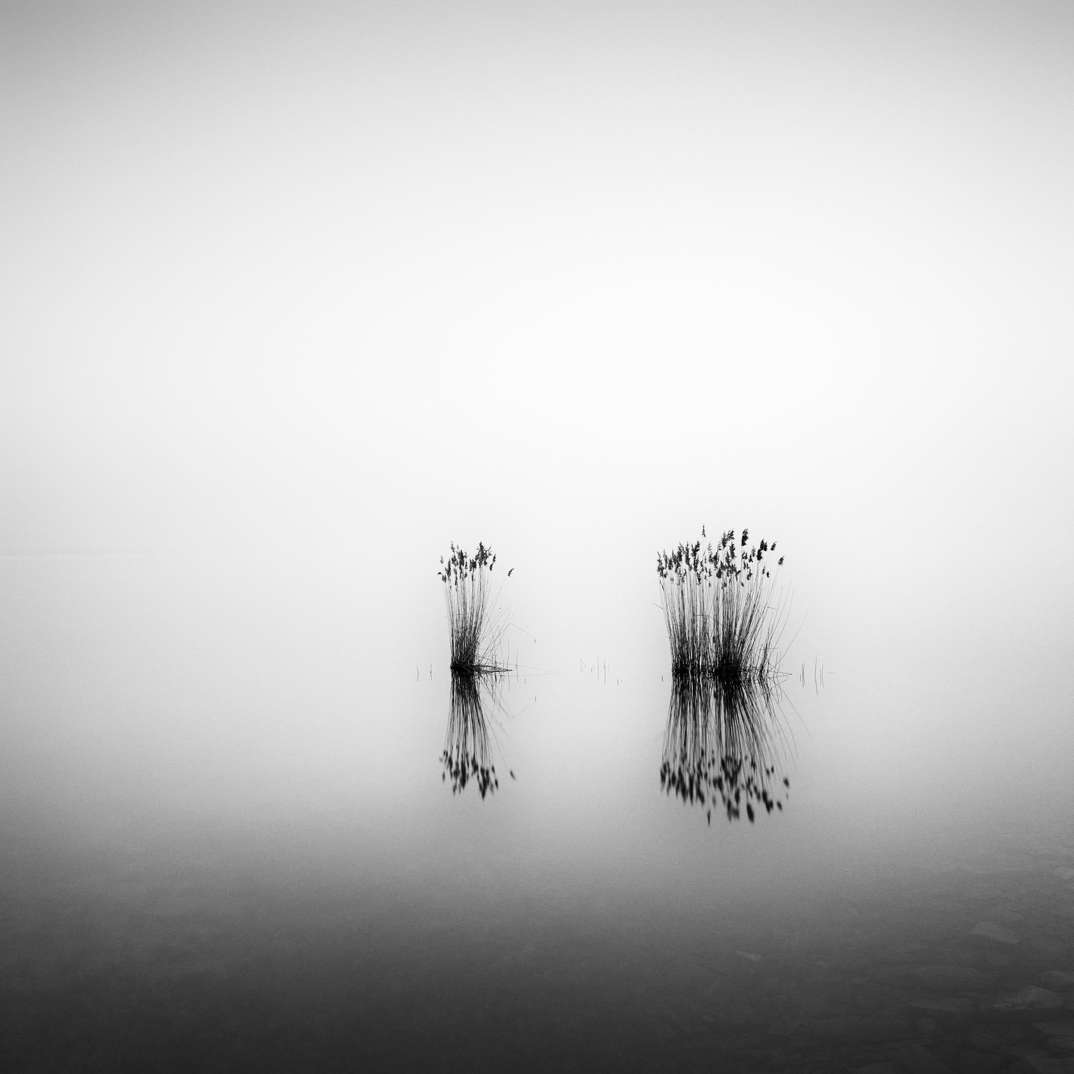 Landscape Photograph di Gerald Berghammer - Phragmites, momento silenzioso, fotografia monocromatica a lunga esposizione, paesaggio acquatico