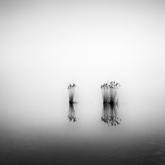 Phragmites, momento silenzioso, fotografia monocromatica a lunga esposizione, paesaggio acquatico