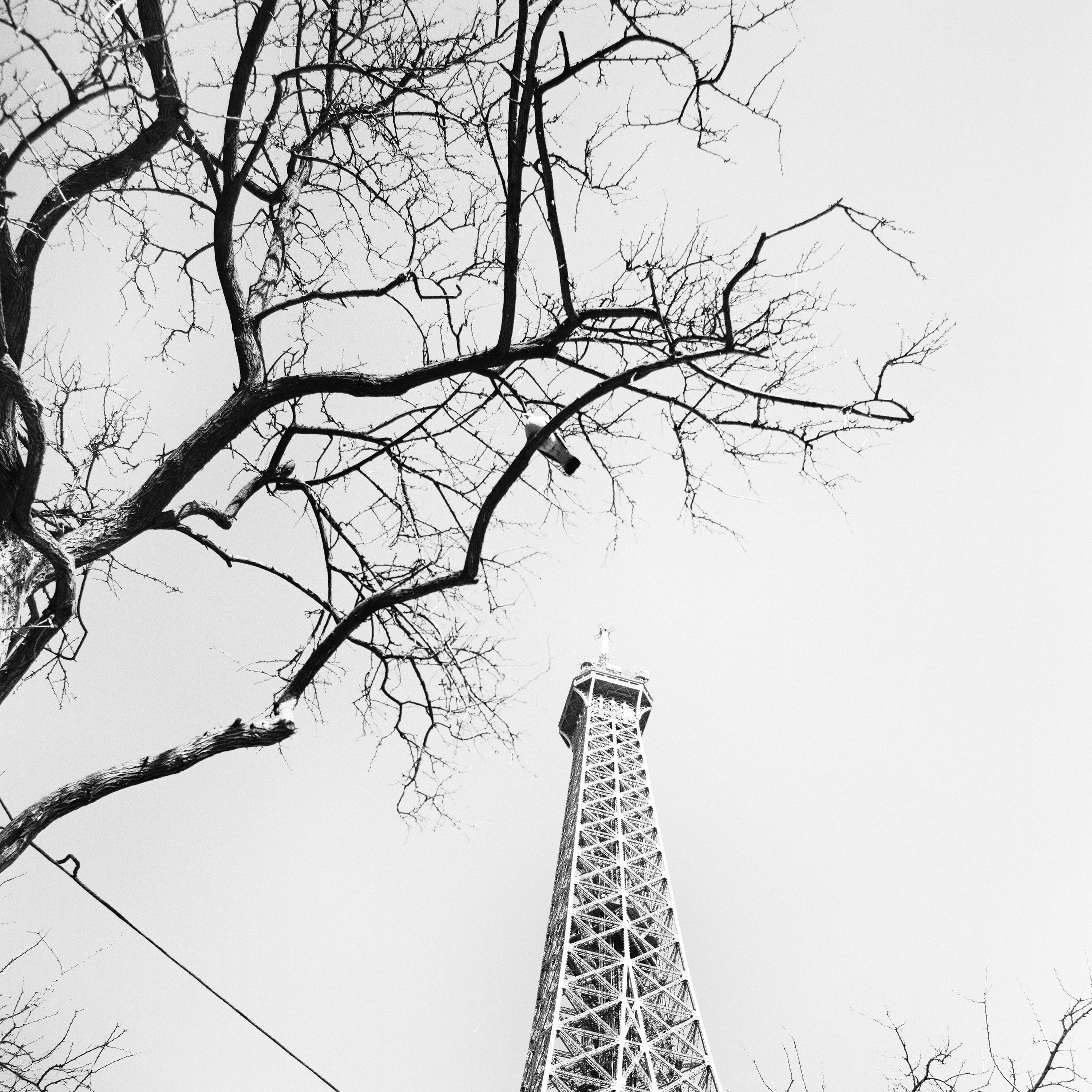 Pigeon and the Eiffel Tower, Paris, black & white cityscape fine art photography For Sale 3
