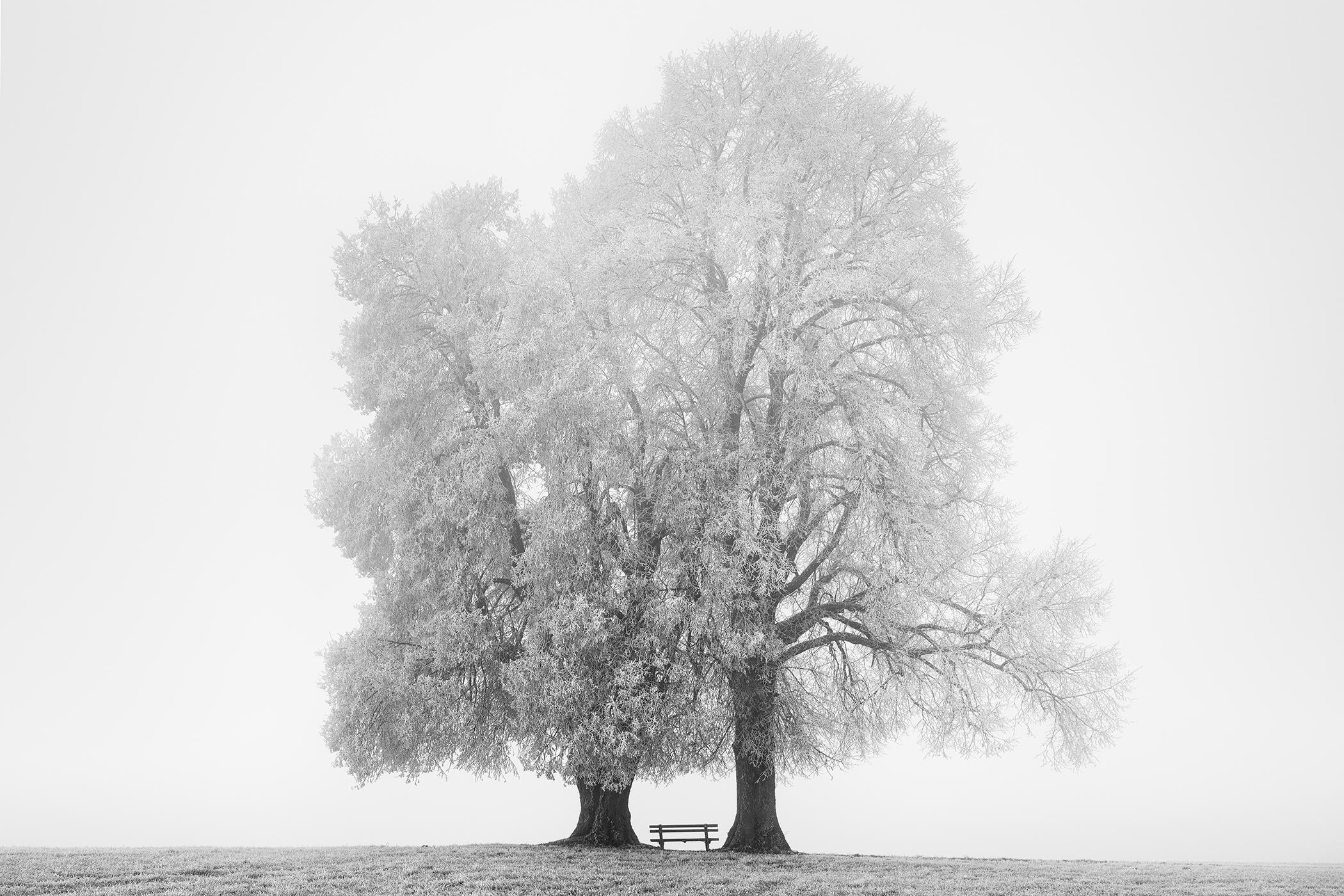 Gerald Berghammer Black and White Photograph - Place to Linger Winter - minimalist farmland, two trees - large format photo