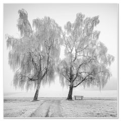 Place to Linger, winter, minimalist tree landscape, limited monochrome photo