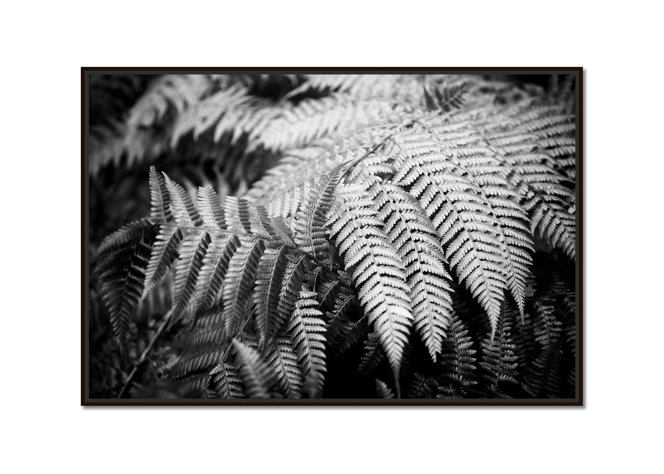 Polypodiopsida, Spain, black and white fine art photography, landscape, flora - Photograph by Gerald Berghammer