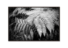 Polypodiopsida, Spain, black and white fine art photography, landscape, flora