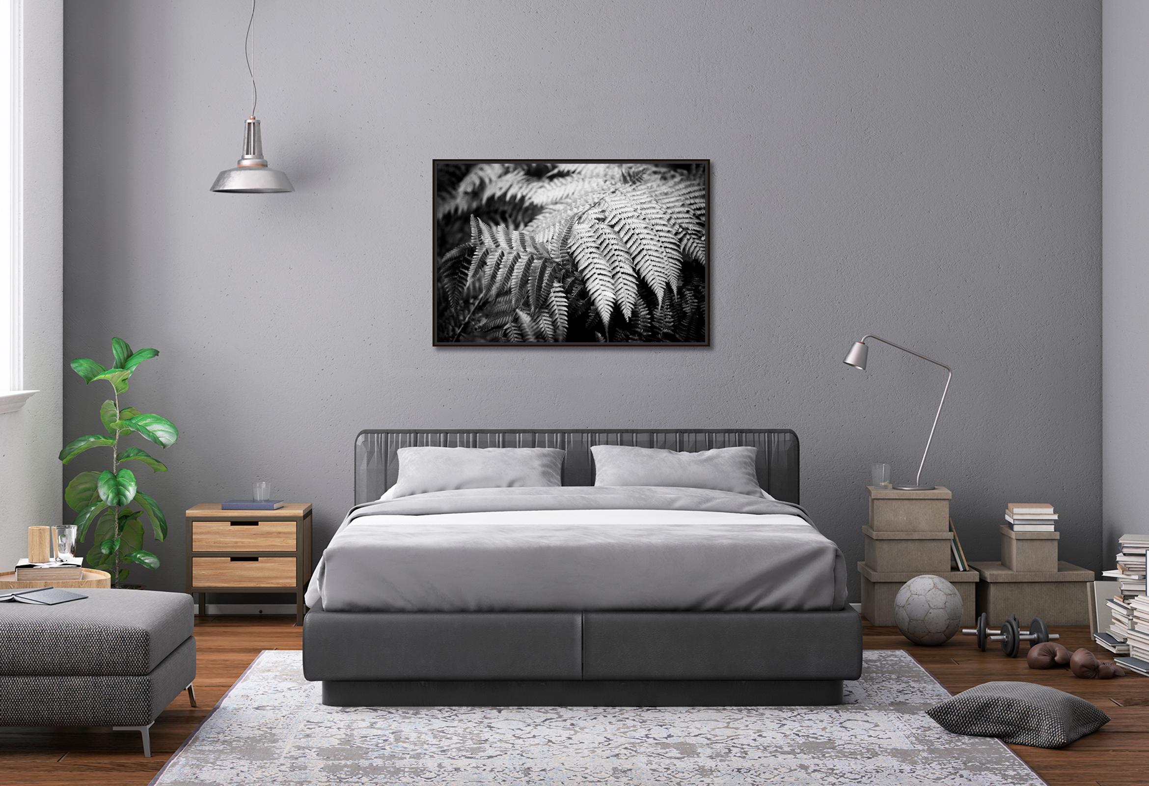 Polypodiopsida, Spain, black and white fine art photography, landscape, flora For Sale 1