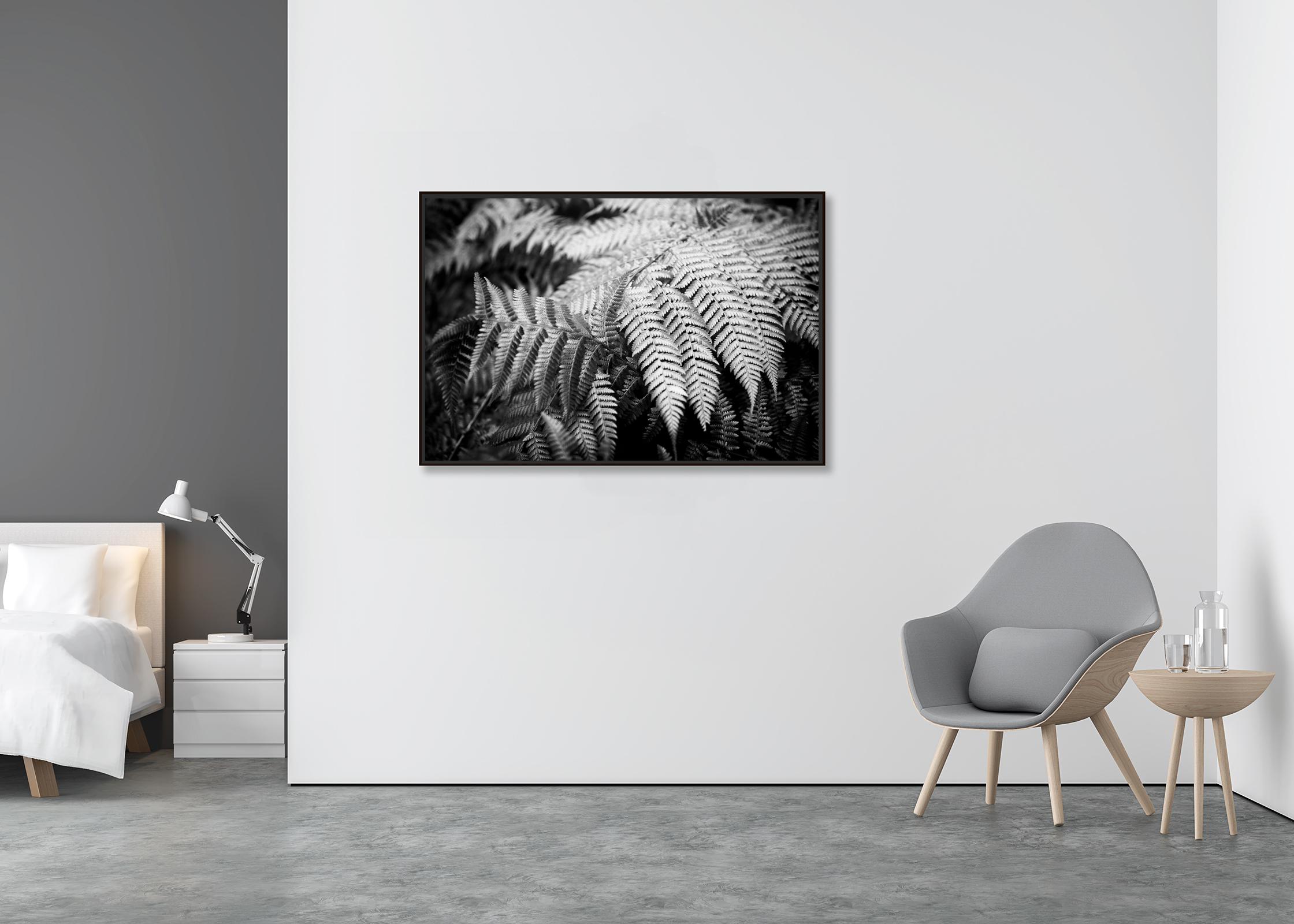Polypodiopsida, Spain, black and white fine art photography, landscape, flora - Contemporary Photograph by Gerald Berghammer