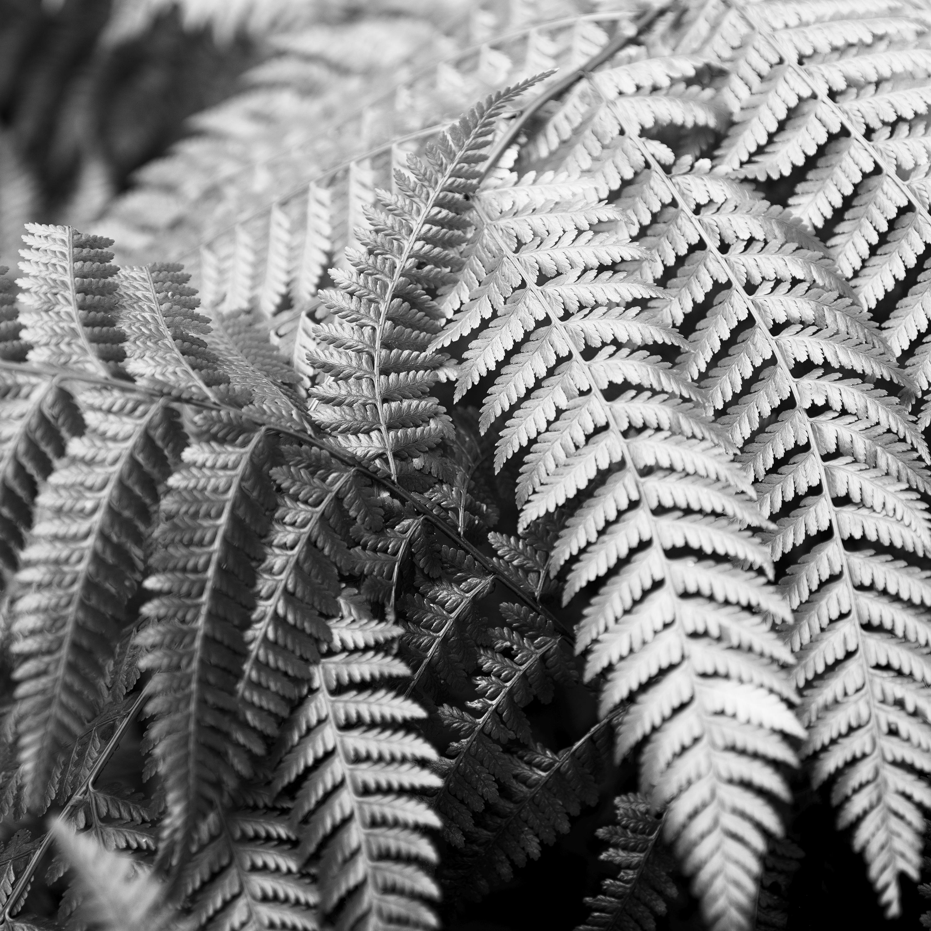 Polypodiopsida, España, fotografía artística en blanco y negro, paisaje, flora en venta 4