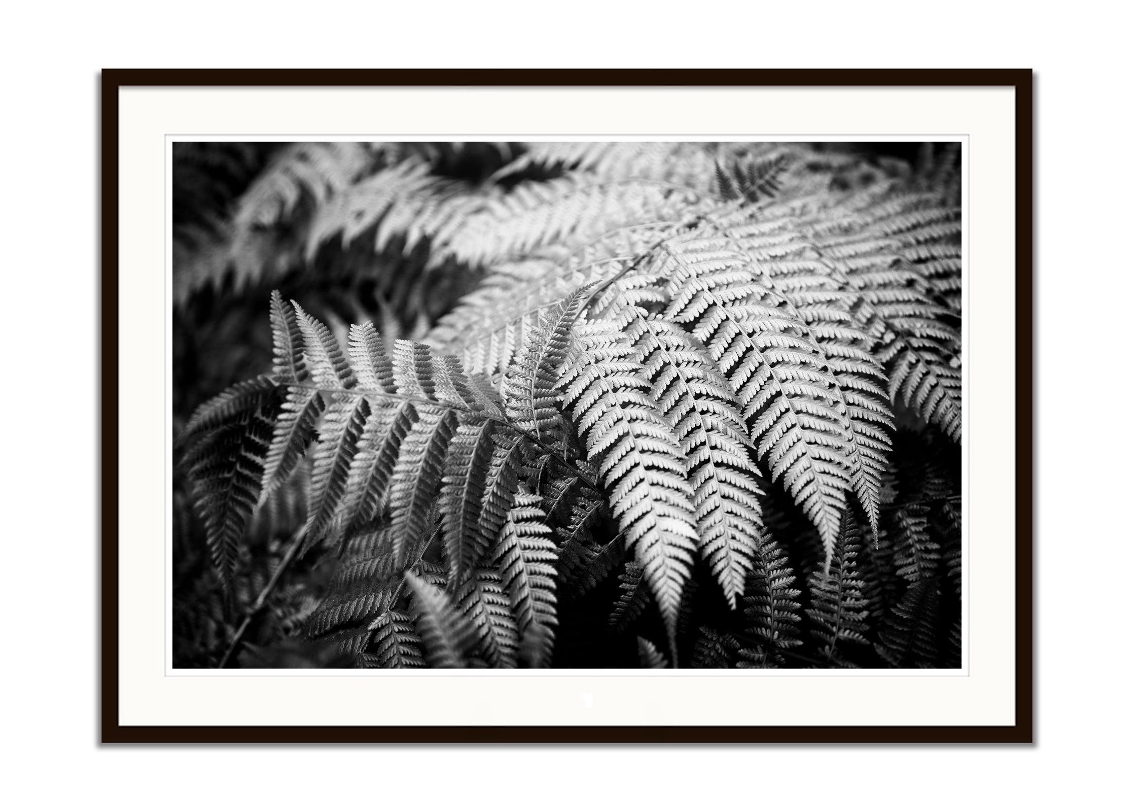 Polypodiopsida, Spain, black and white fine art photography, landscape, flora - Black Black and White Photograph by Gerald Berghammer