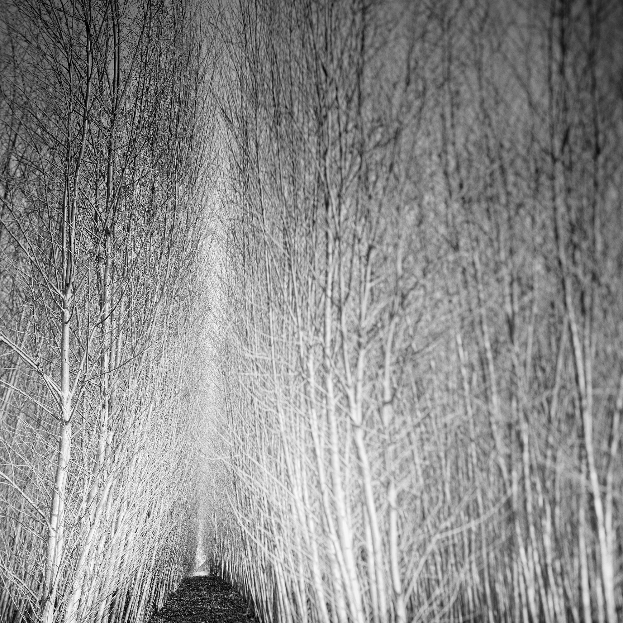 Foresta di Populus, viale di alberi, Austria, fotografia artistica di paesaggio in bianco e nero in vendita 5