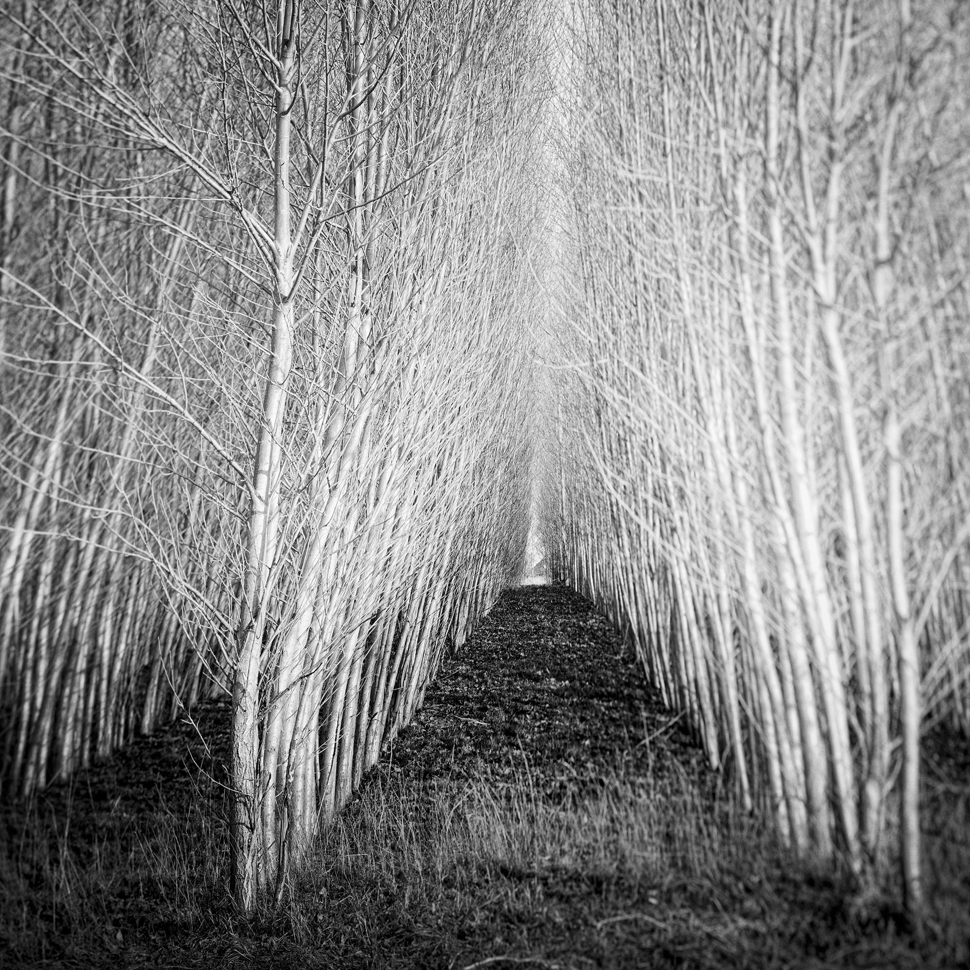 Foresta di Populus, viale di alberi, Austria, fotografia artistica di paesaggio in bianco e nero in vendita 6