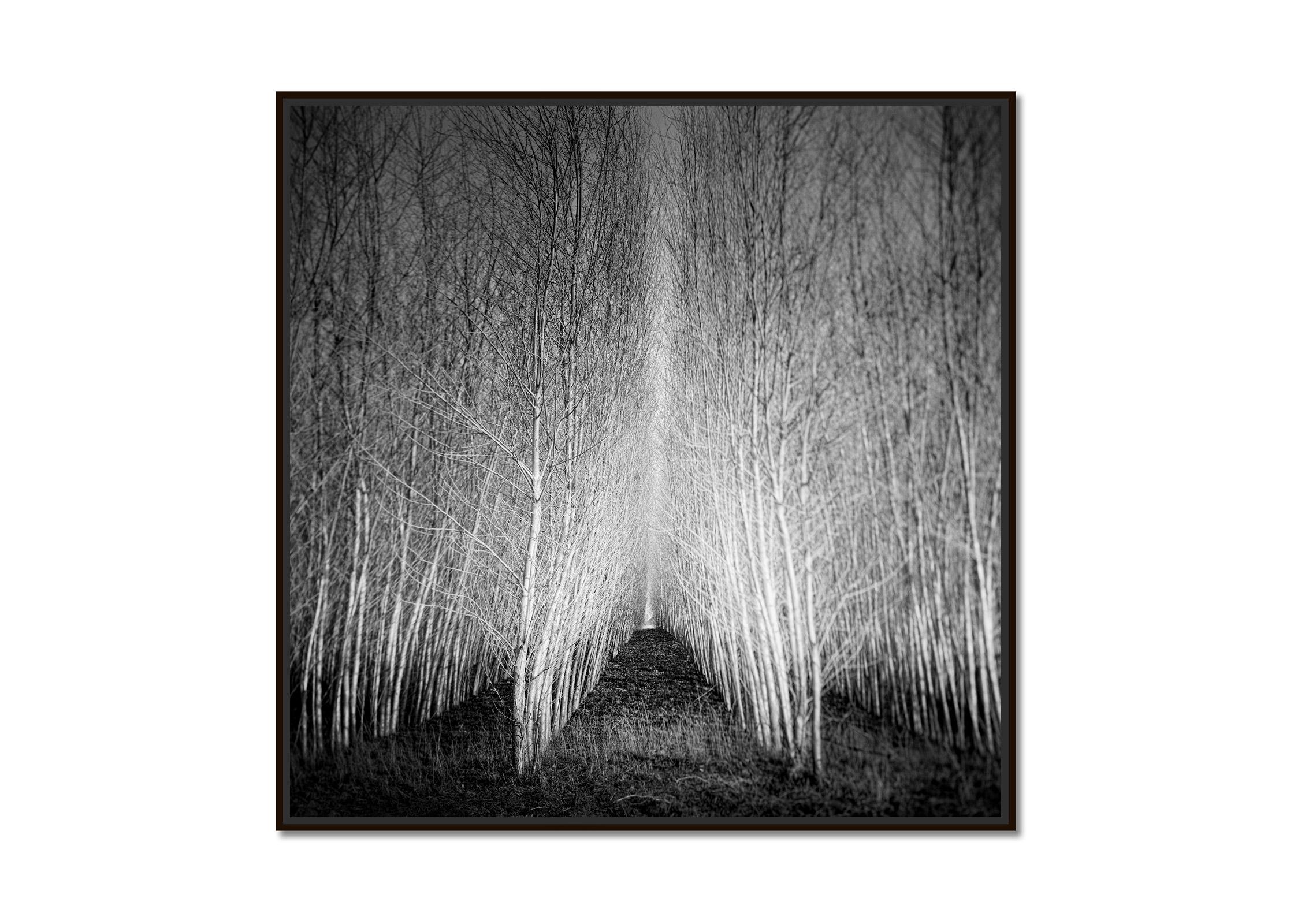 Populus Forest, tree avenue, Austria, black and white art landscape photography - Photograph by Gerald Berghammer