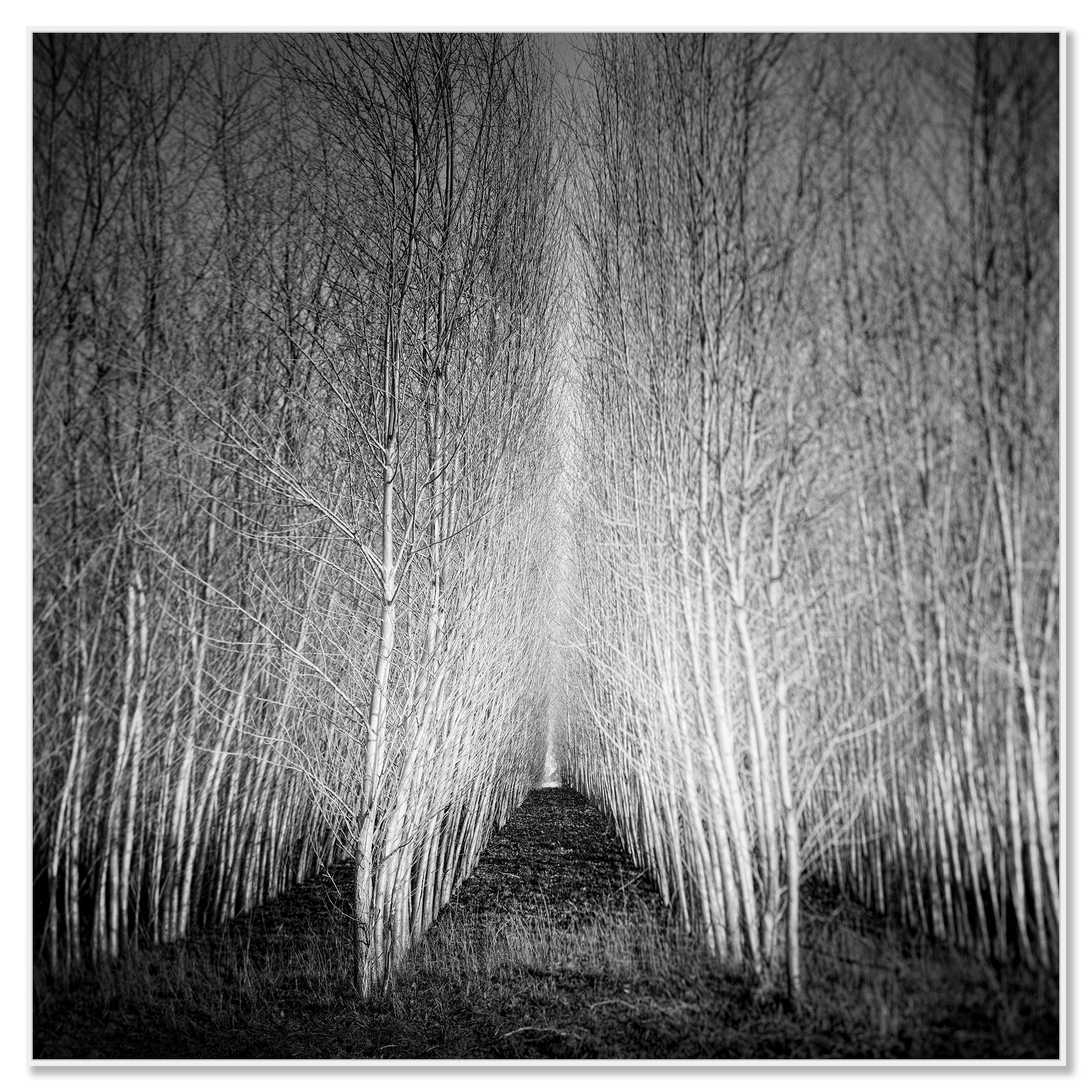 Foresta di Populus, viale di alberi, Austria, fotografia artistica di paesaggio in bianco e nero - Photograph Contemporaneo di Gerald Berghammer