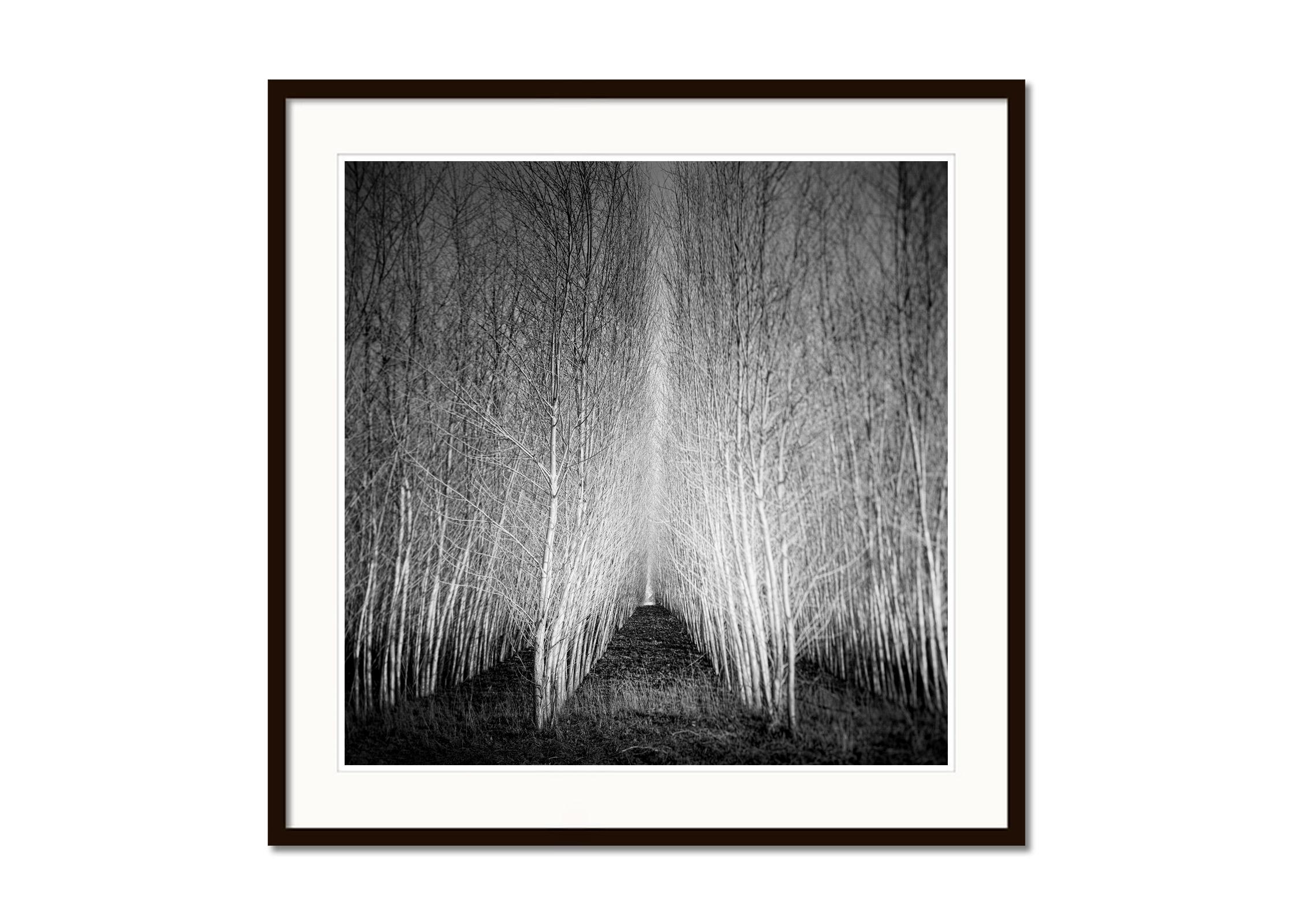Populus Forest, tree avenue, Austria, black and white art landscape photography - Gray Black and White Photograph by Gerald Berghammer