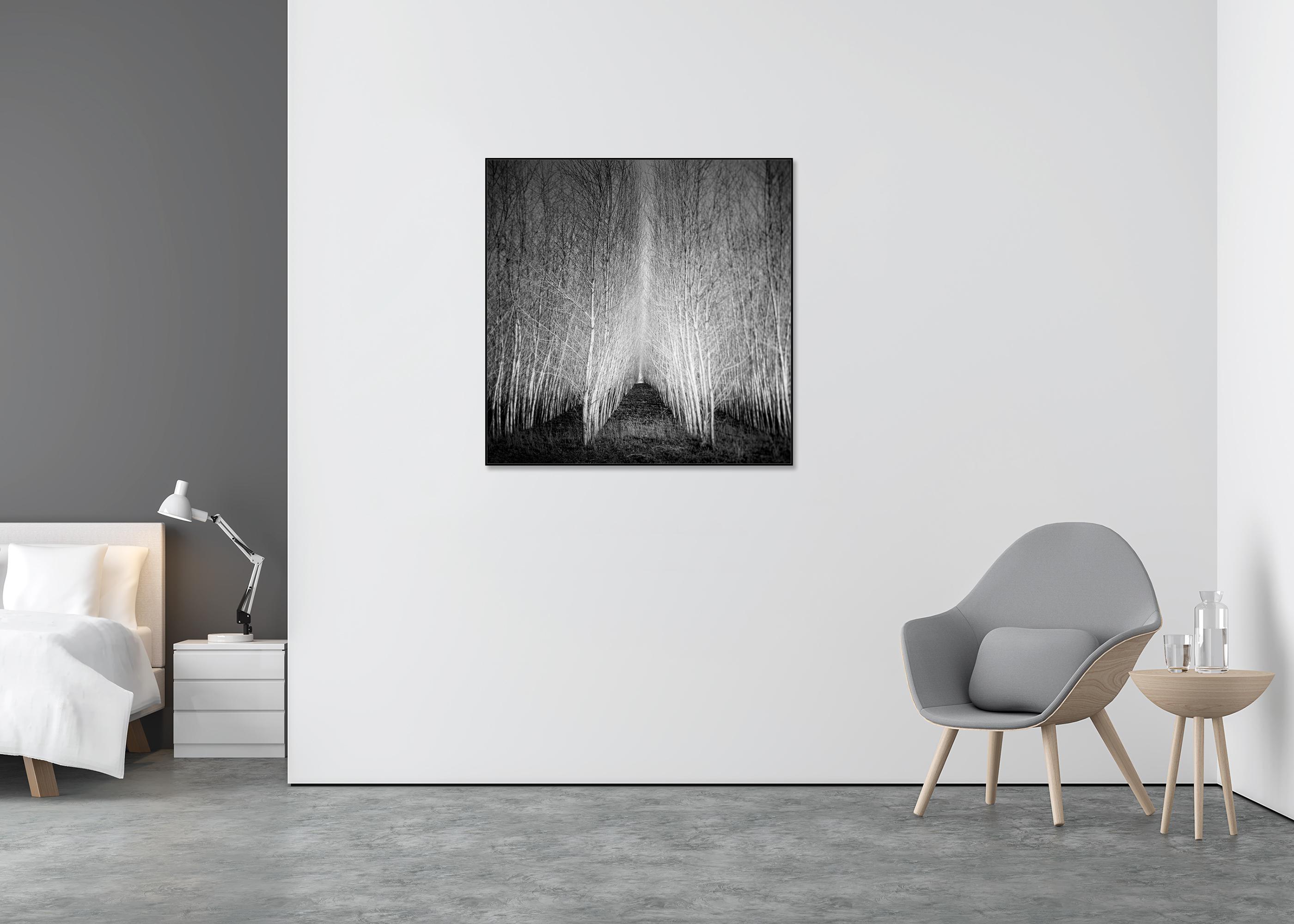 Foresta di Populus, viale di alberi, Austria, fotografia artistica di paesaggio in bianco e nero - Landscape Photograph Grigio di Gerald Berghammer
