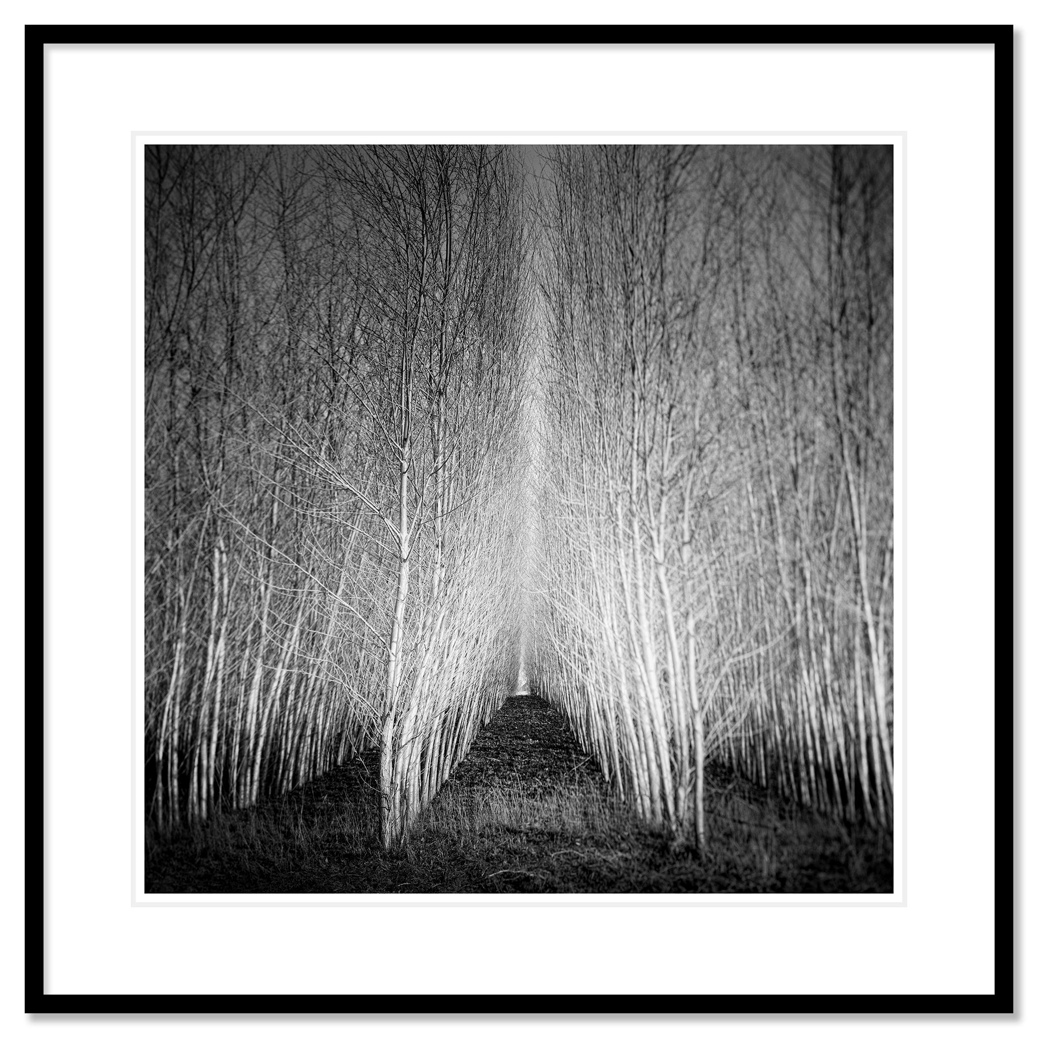 Fotografia di paesaggio in bianco e nero Fine Art. Stampa a inchiostro pigmentato d'archivio, edizione di 9 esemplari. Firmato, intitolato, datato e numerato dall'artista. Certificato di autenticità incluso. Stampato con un bordo bianco di 4 cm.
Il