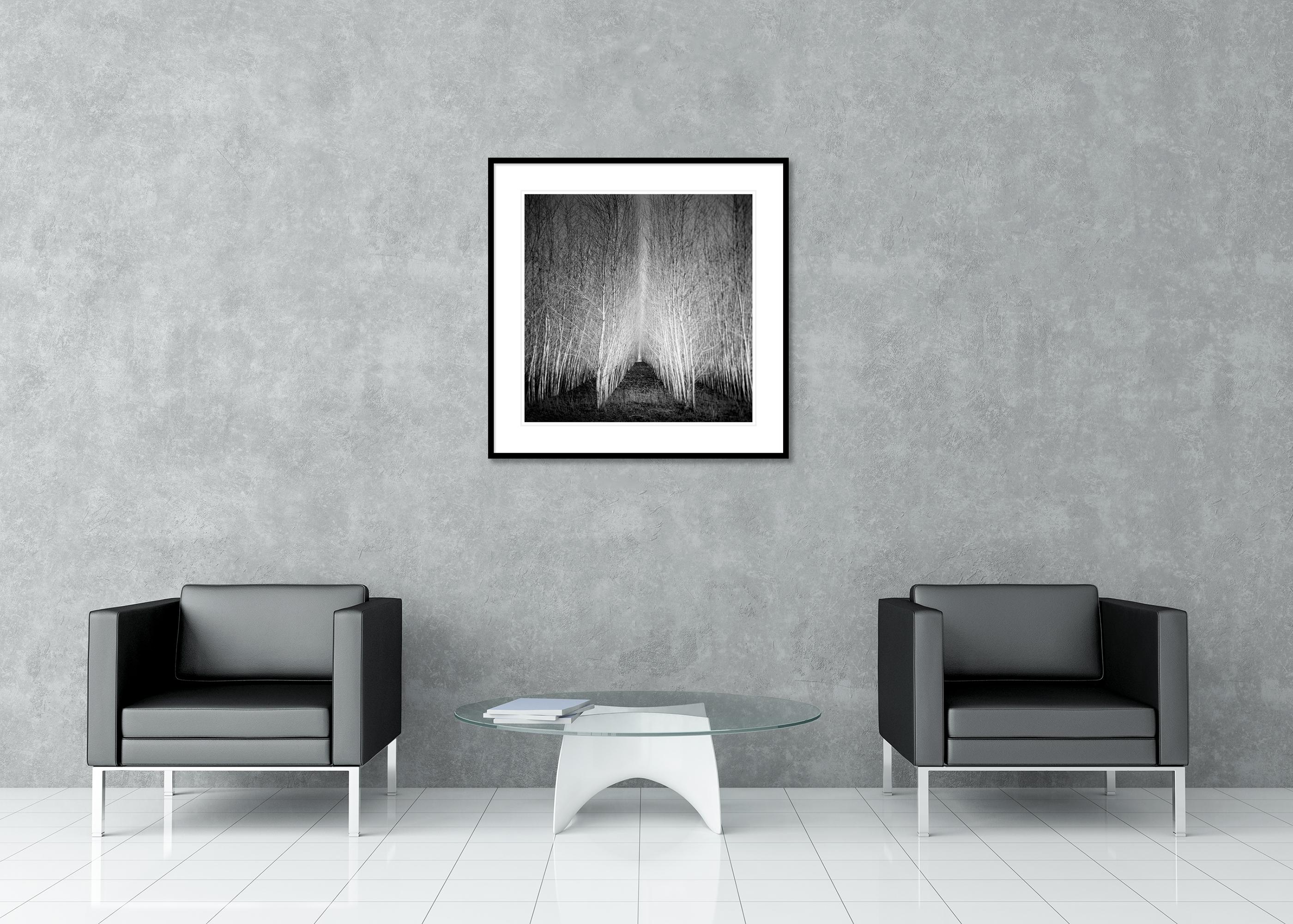 Foresta di Populus, viale di alberi, Austria, fotografia artistica di paesaggio in bianco e nero in vendita 1